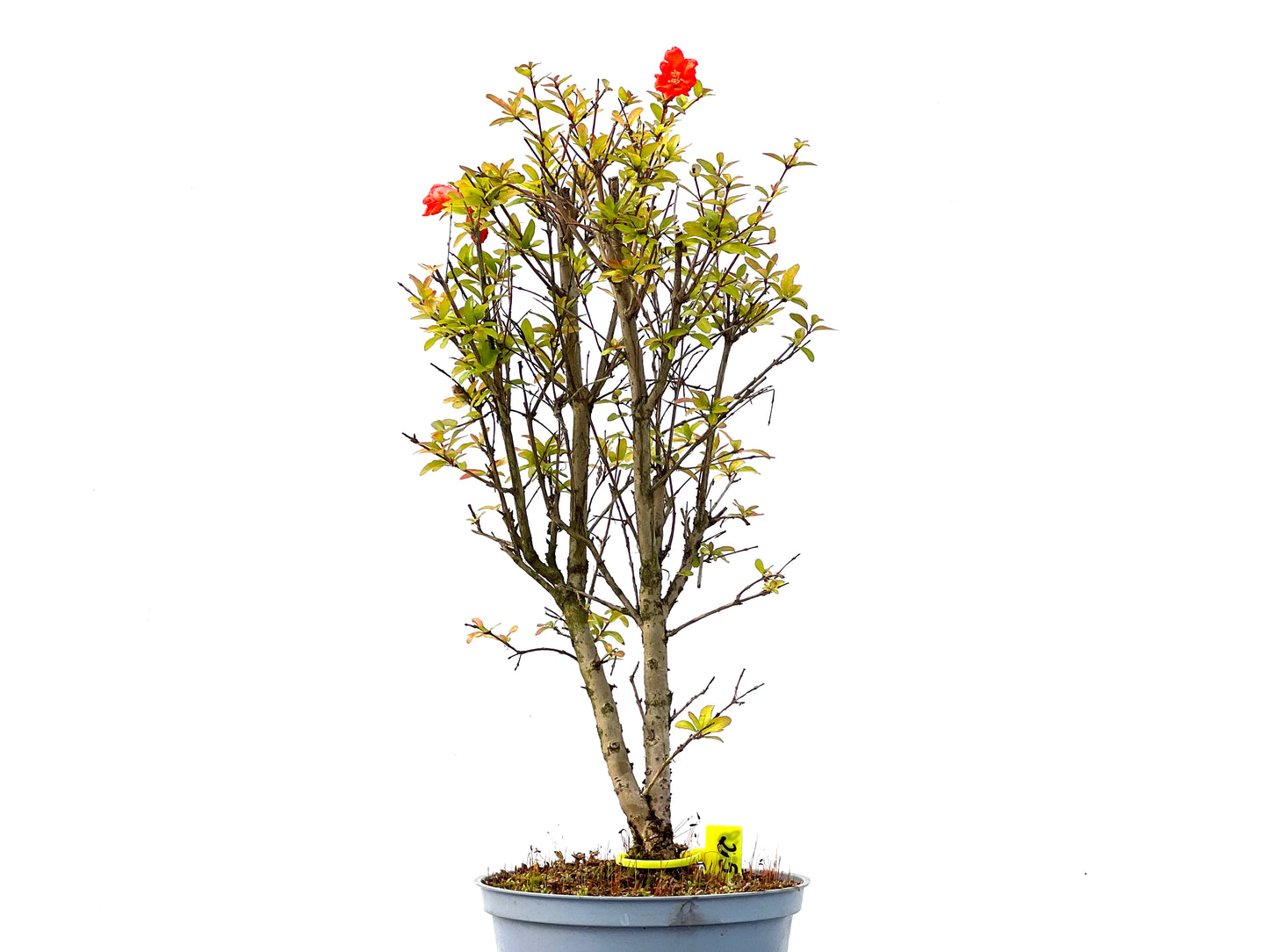 Punica Granatum Nana 2268