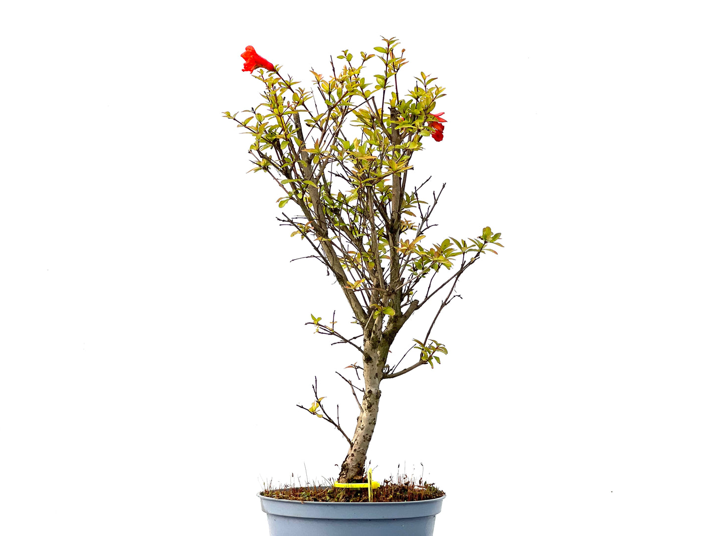 Punica Granatum Nana 2268
