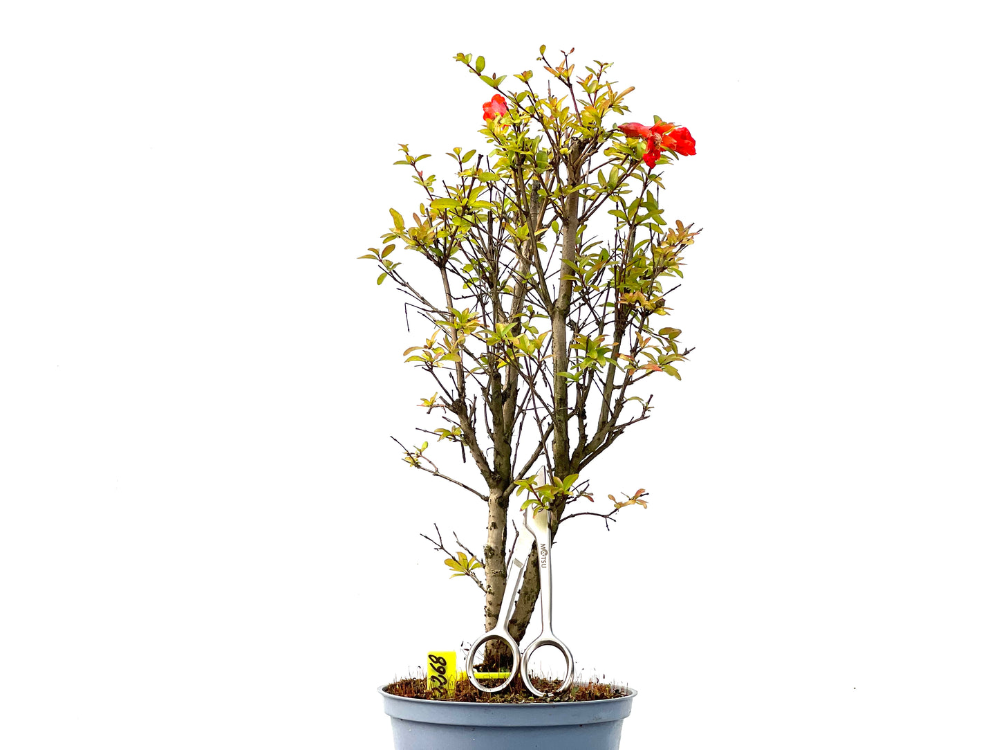 Punica Granatum Nana 2268