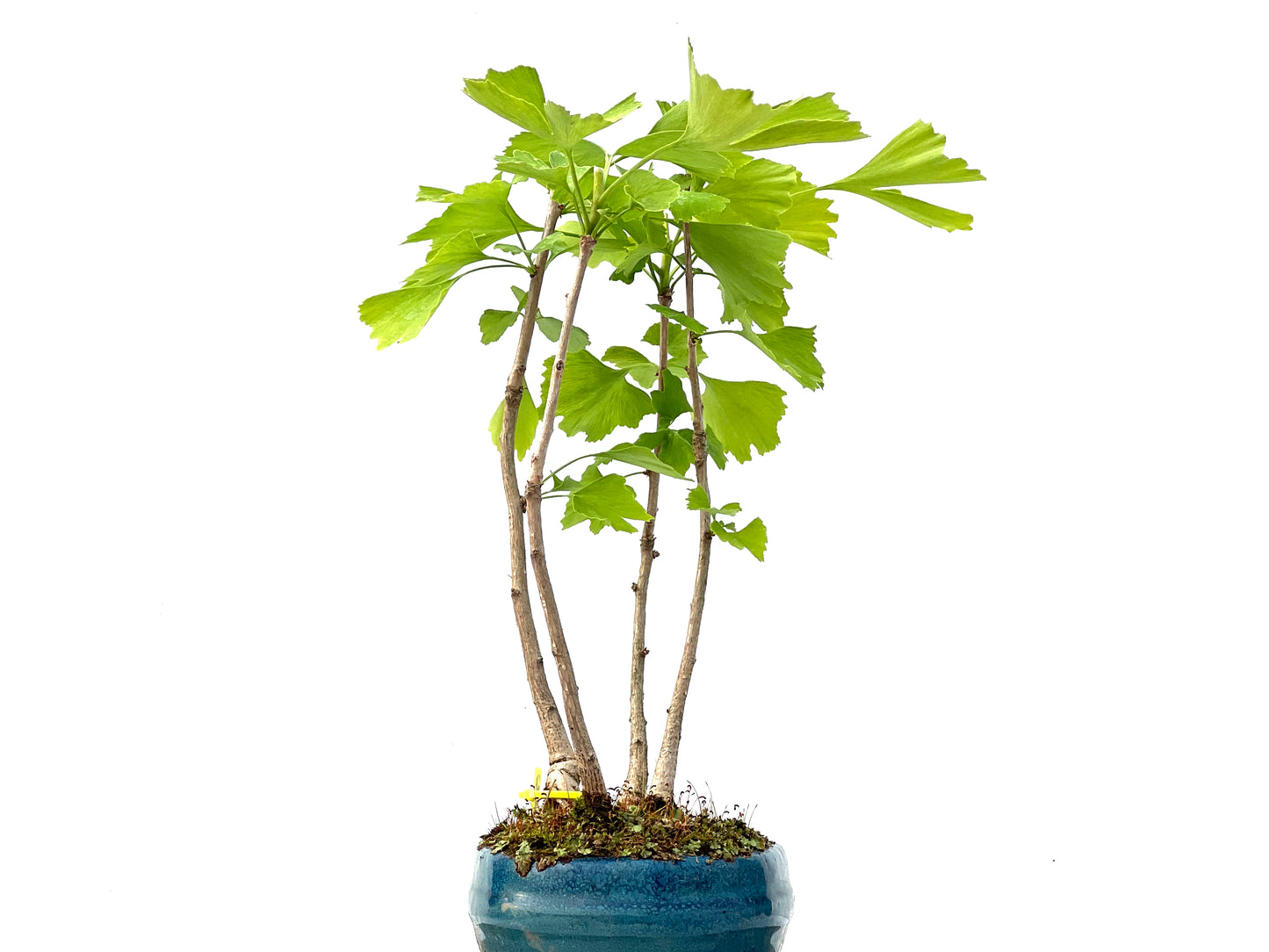 Ginkgo Biloba 2273