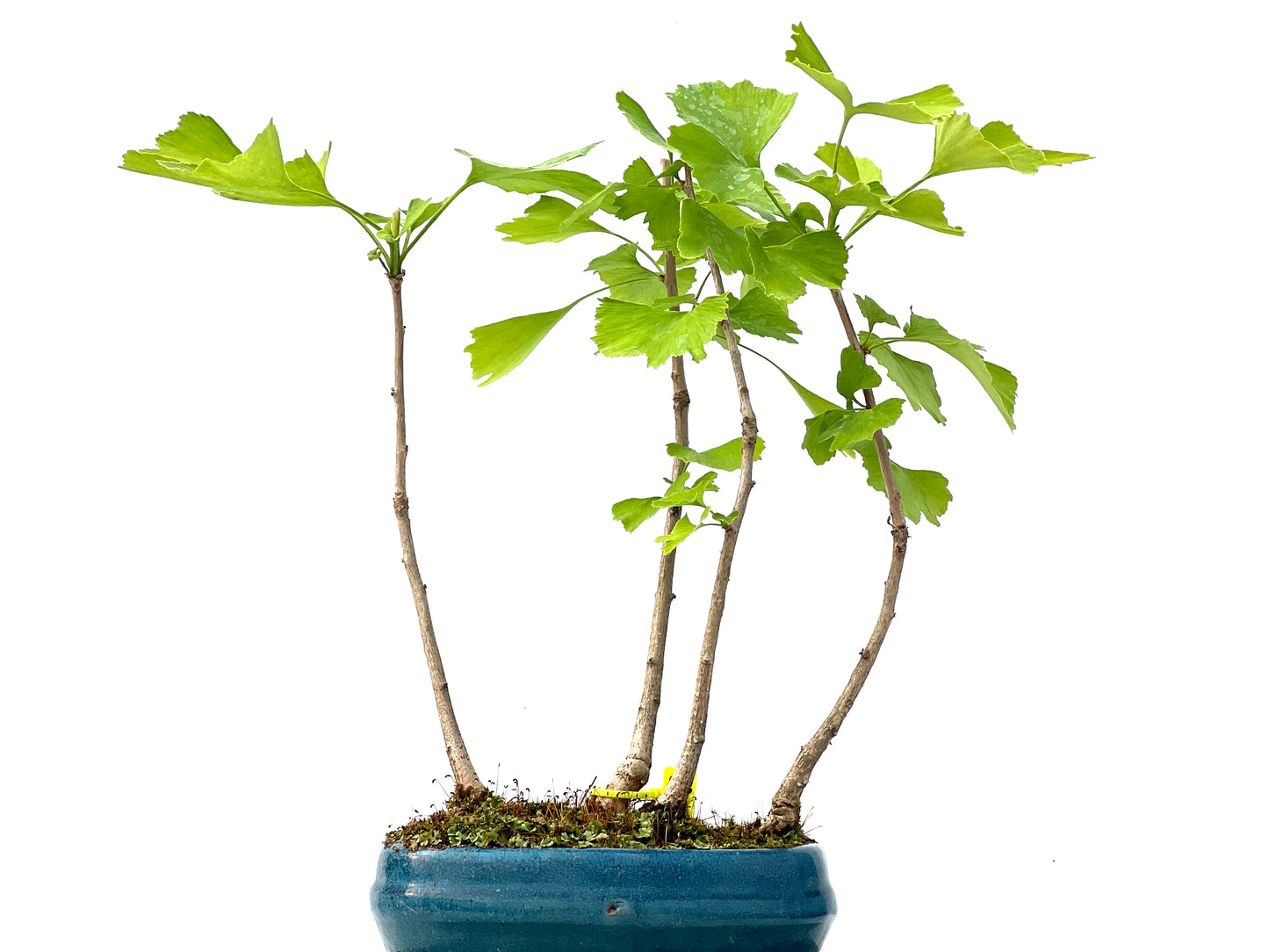 Ginkgo Biloba 2273