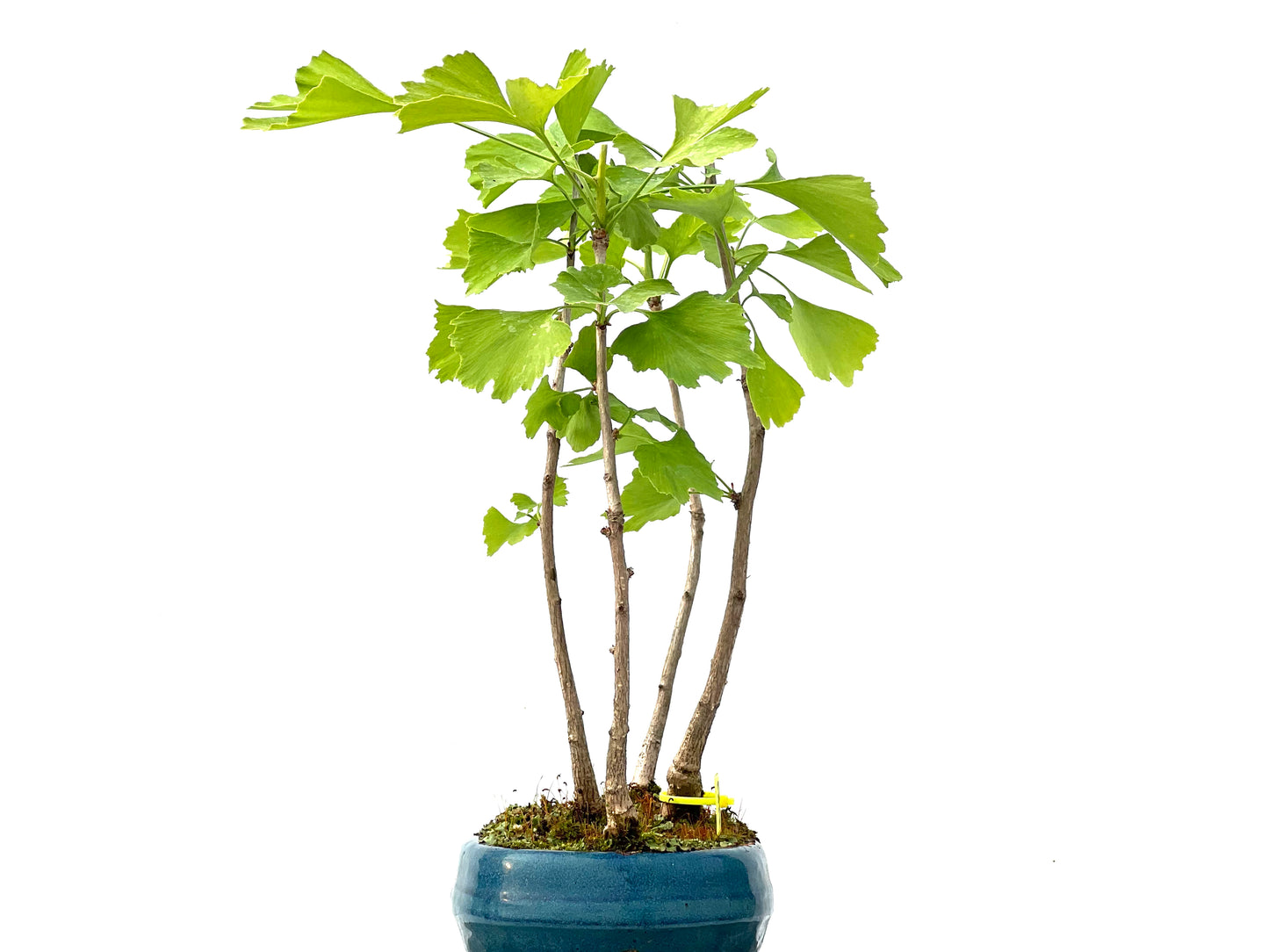 Ginkgo Biloba 2273