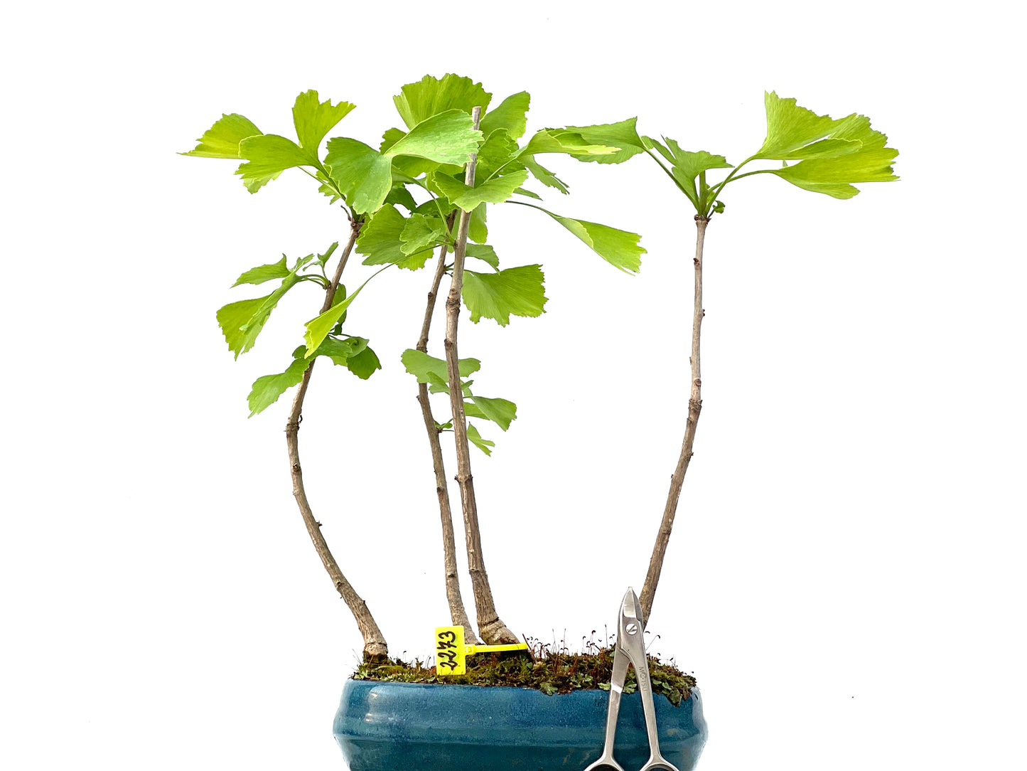 Ginkgo Biloba 2273