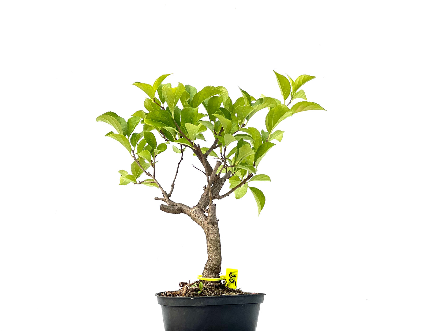 Celastrum Orbiculatus 2271