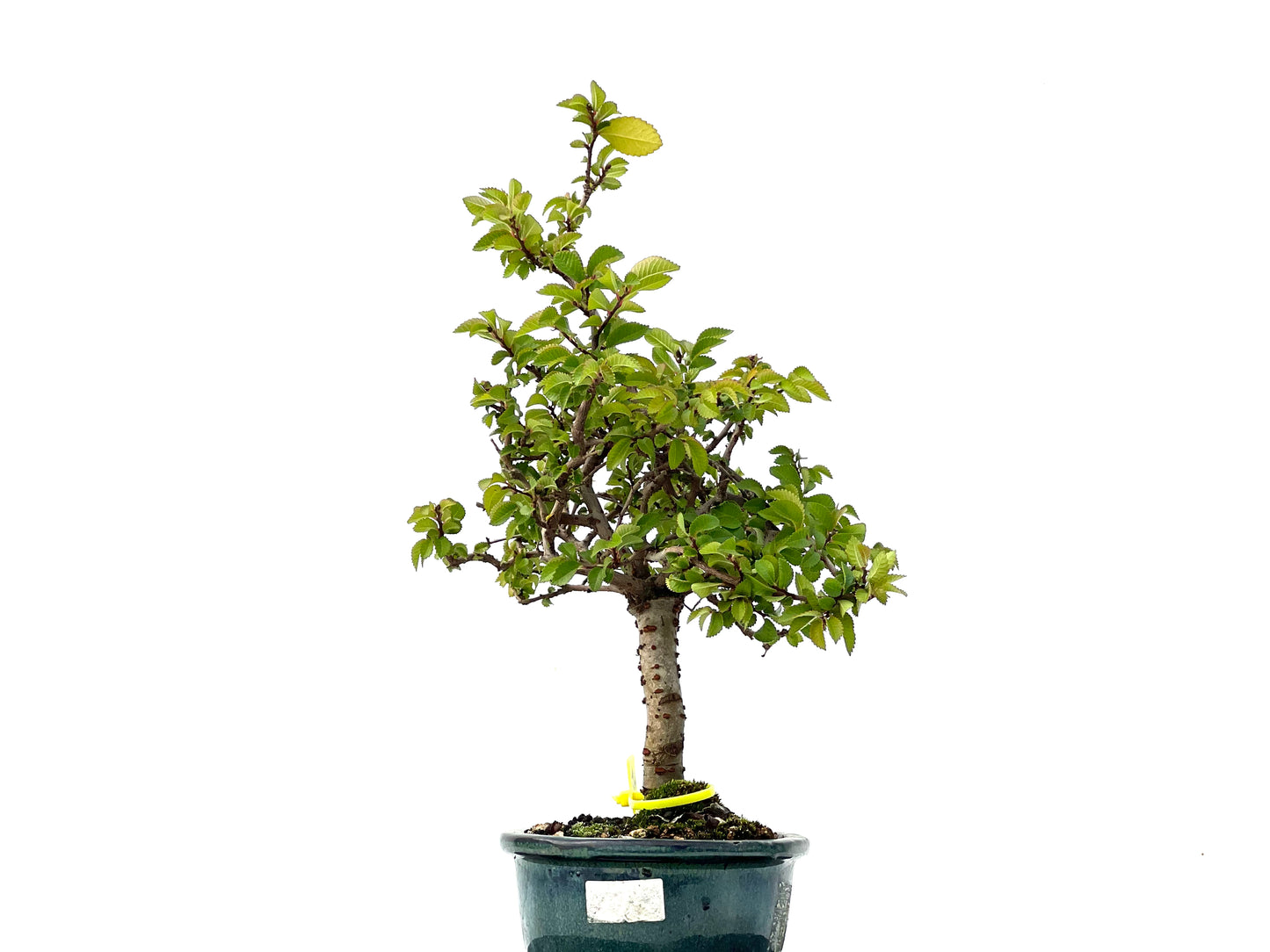 Ulmus Parvifolia 2272