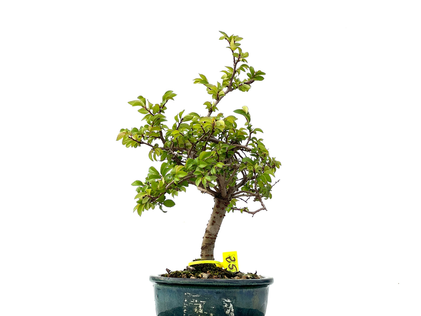 Ulmus Parvifolia 2272