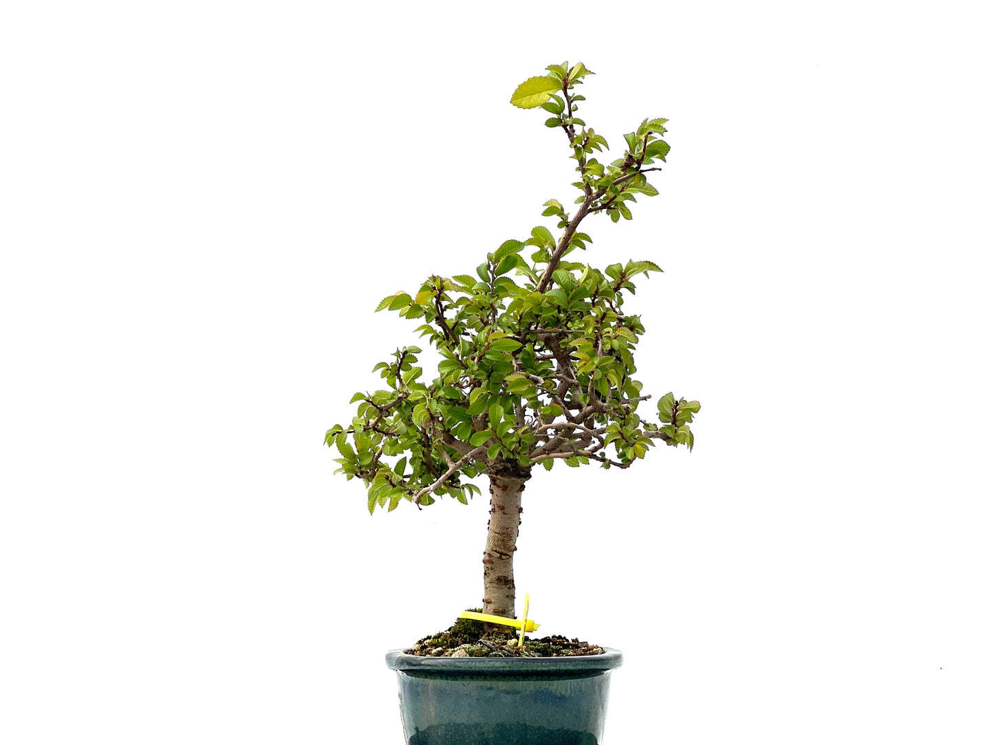 Ulmus Parvifolia 2272