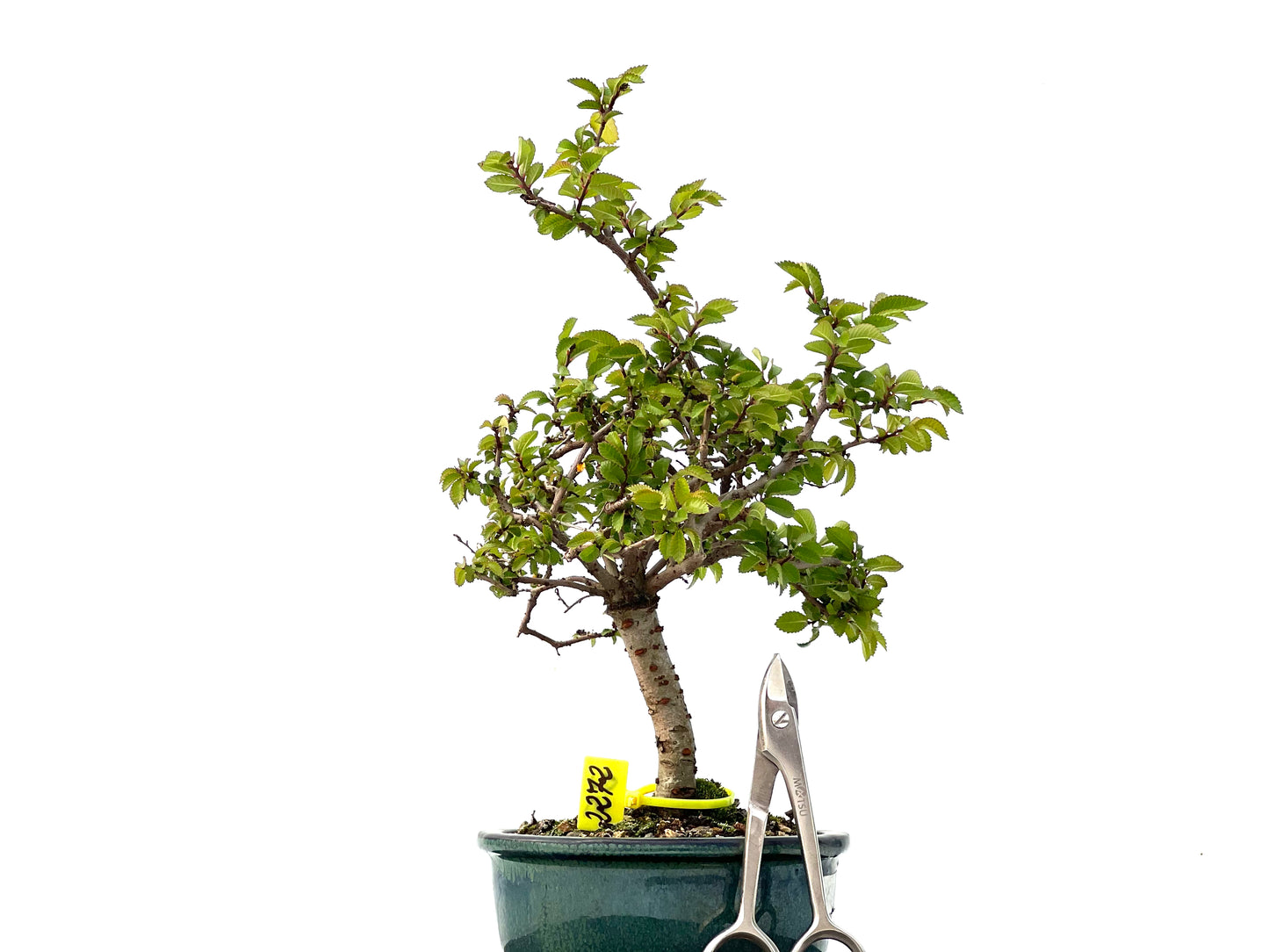 Ulmus Parvifolia 2272