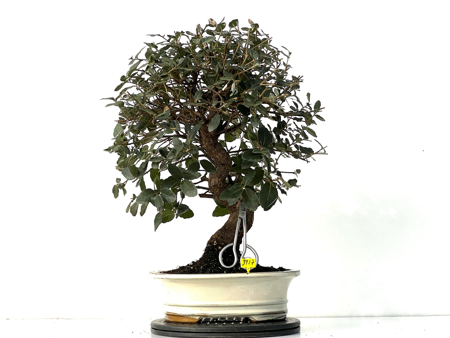 Quercus Suber 3917