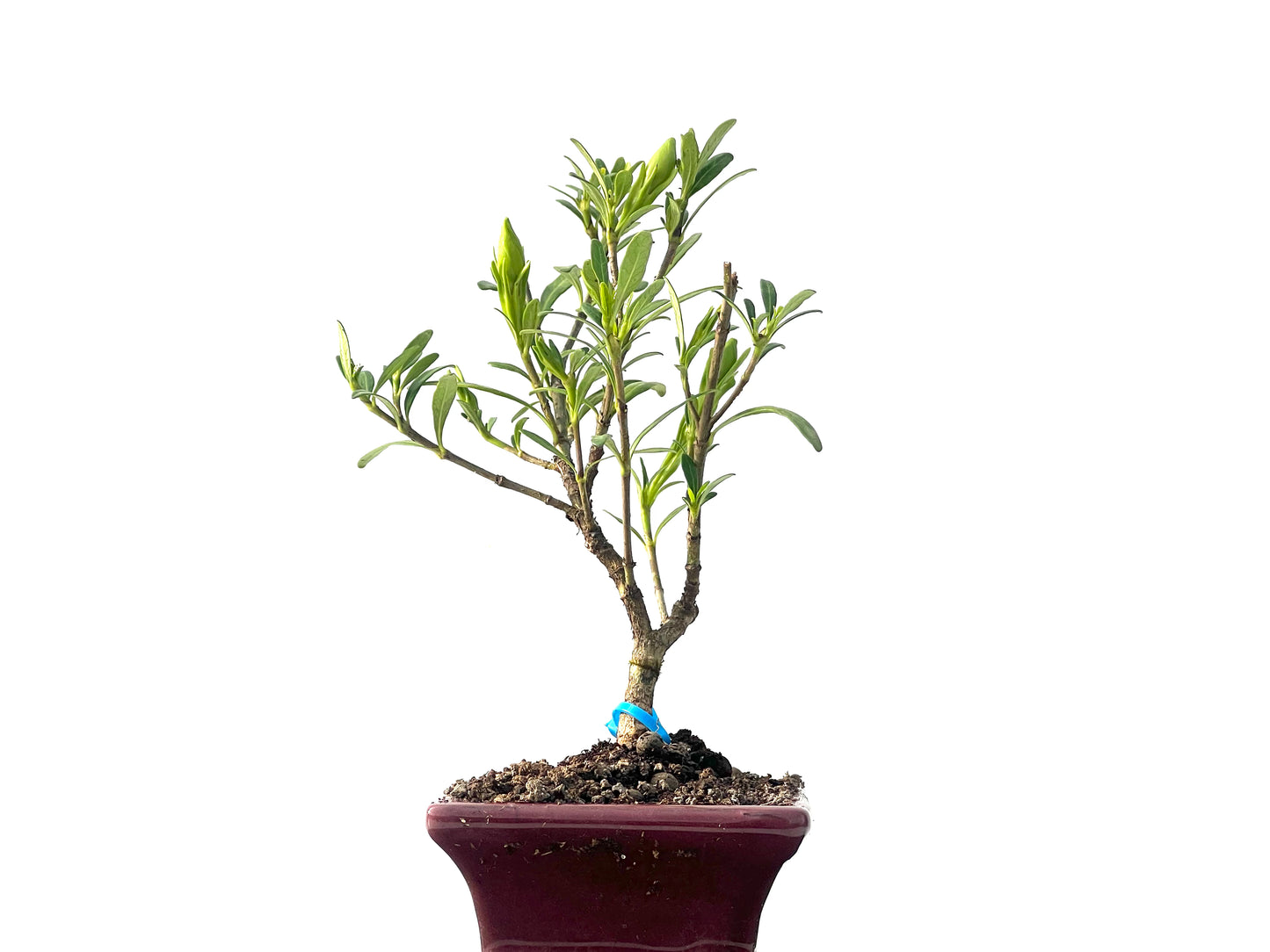 Gardenia Jasminoide 2296