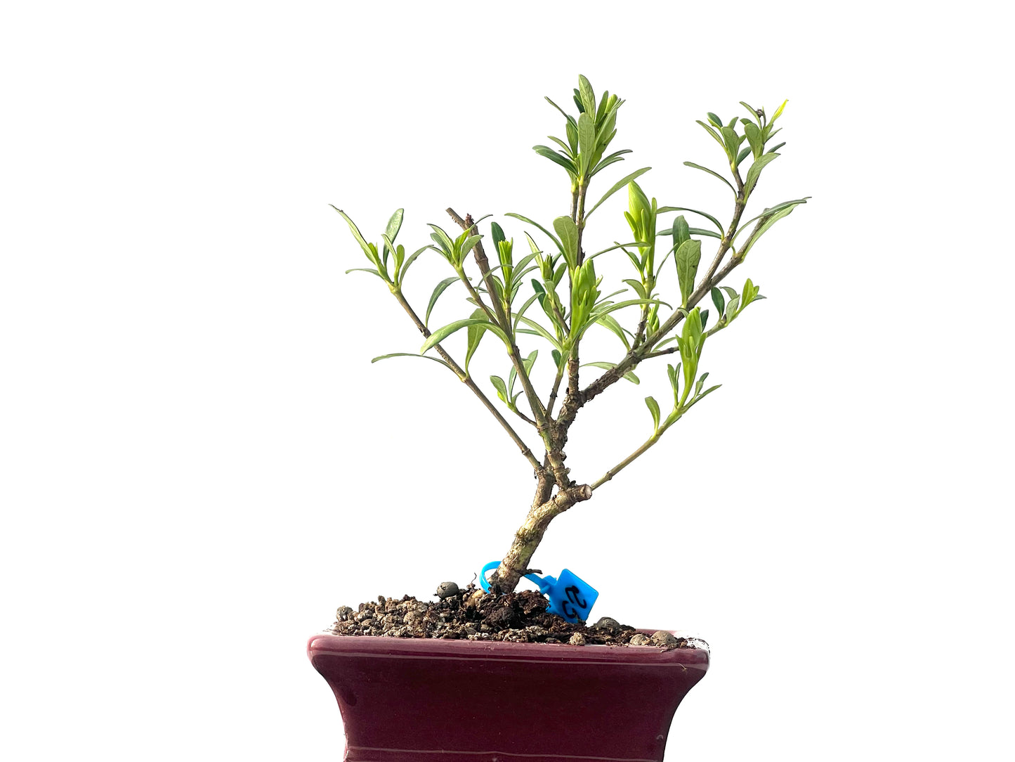 Gardenia Jasminoide 2296