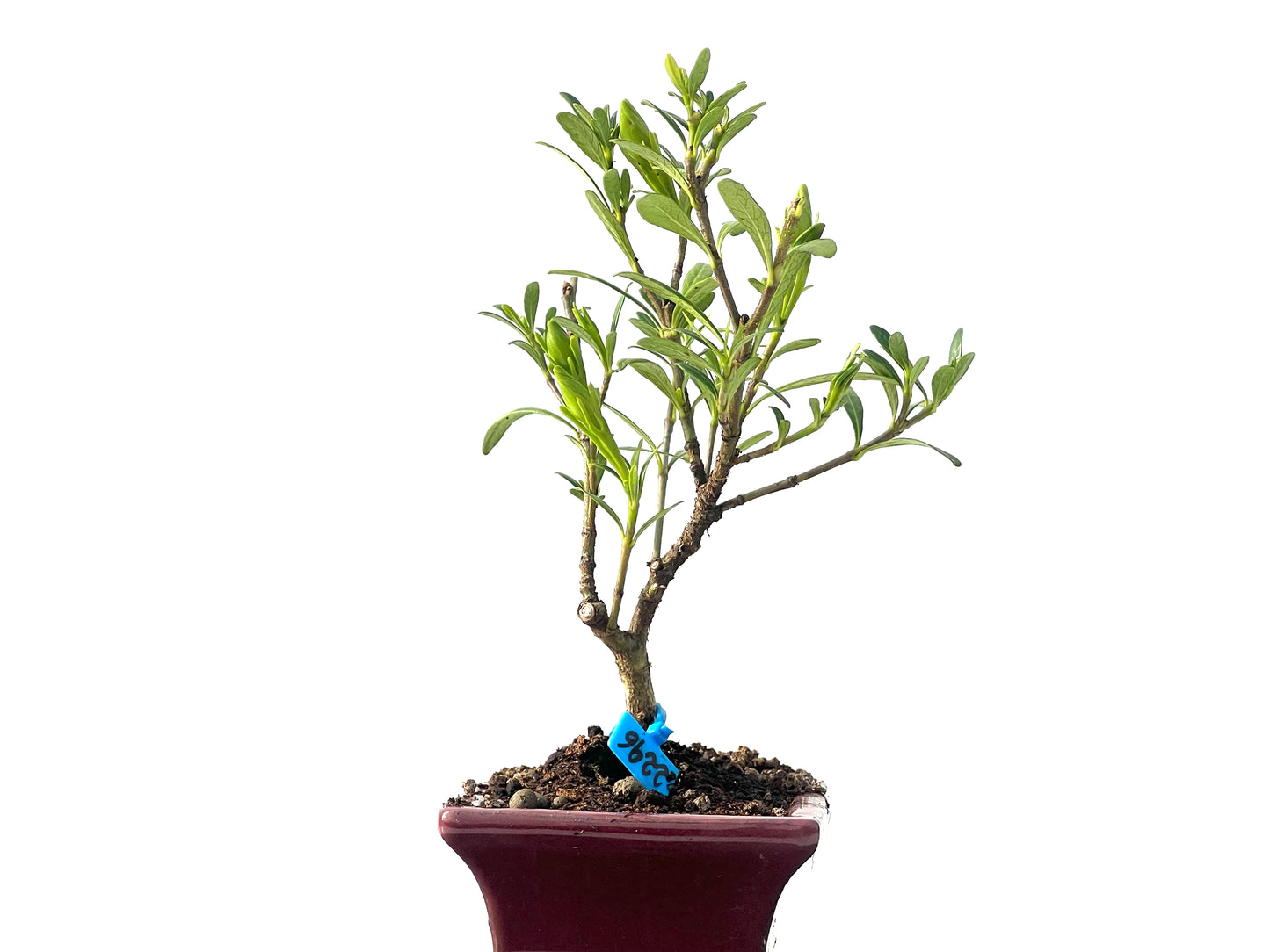 Gardenia Jasminoide 2296