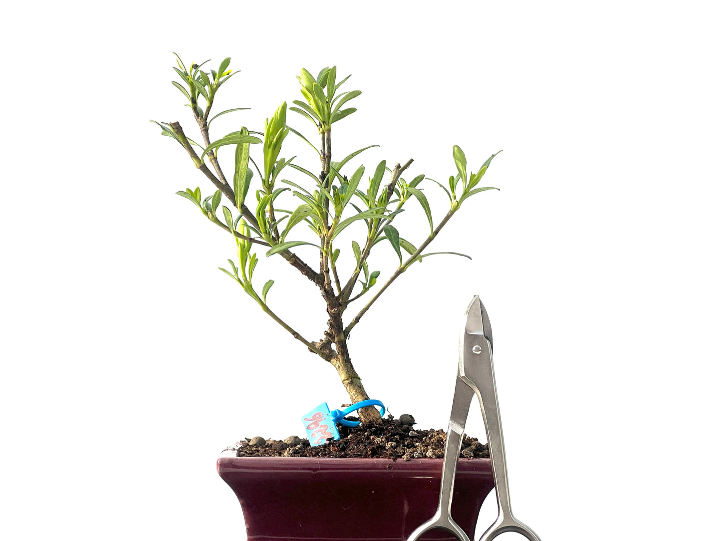 Gardenia Jasminoide 2296