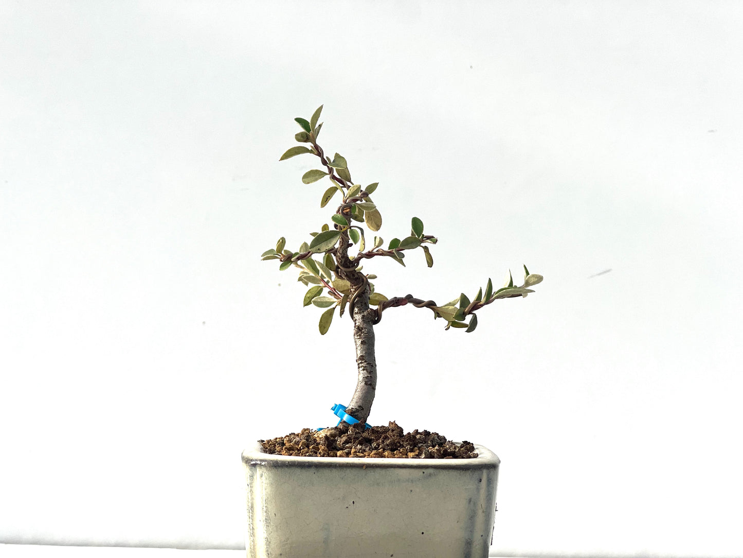 Cotoneaster Franchetti 2285