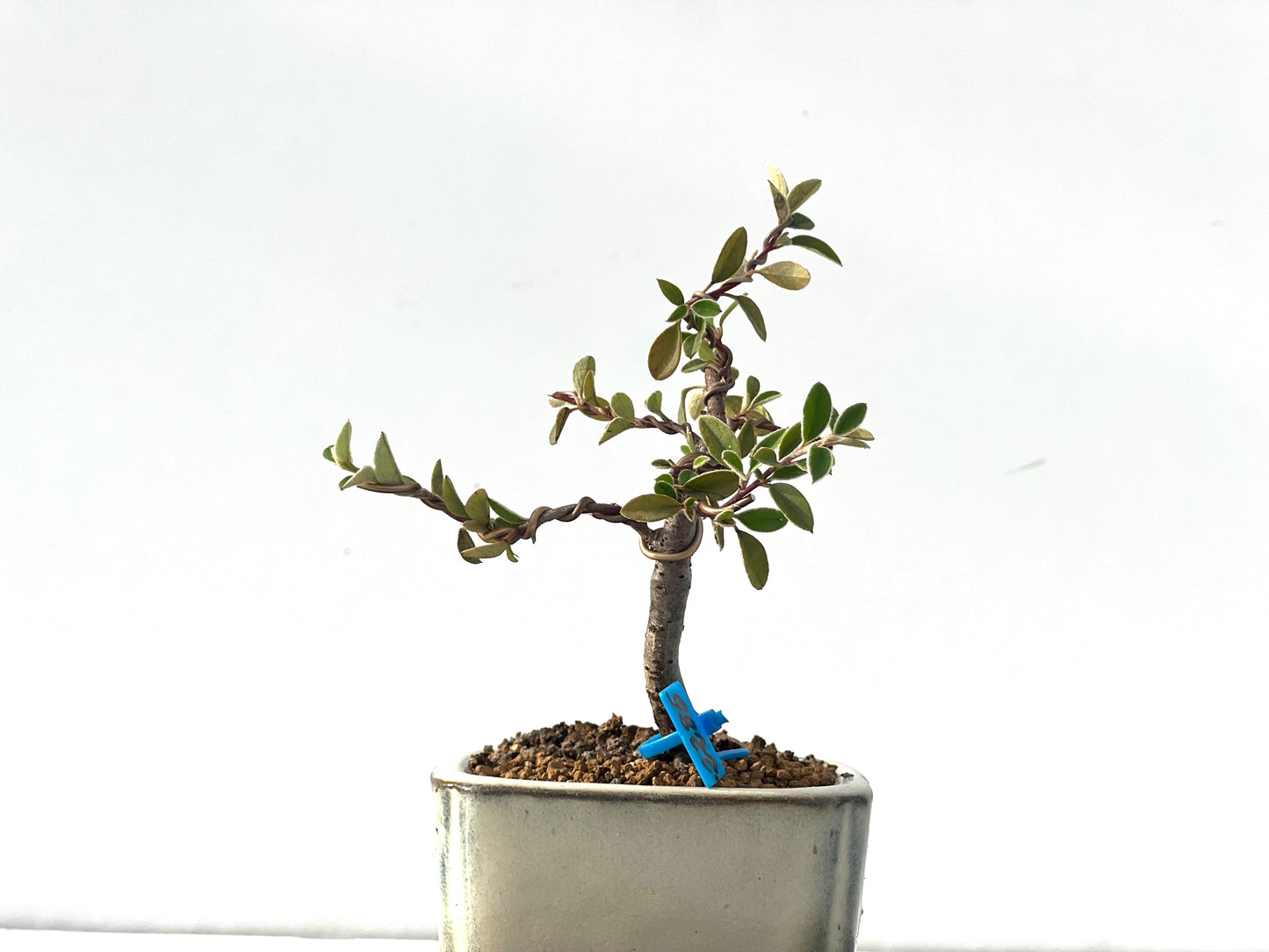 Cotoneaster Franchetti 2285