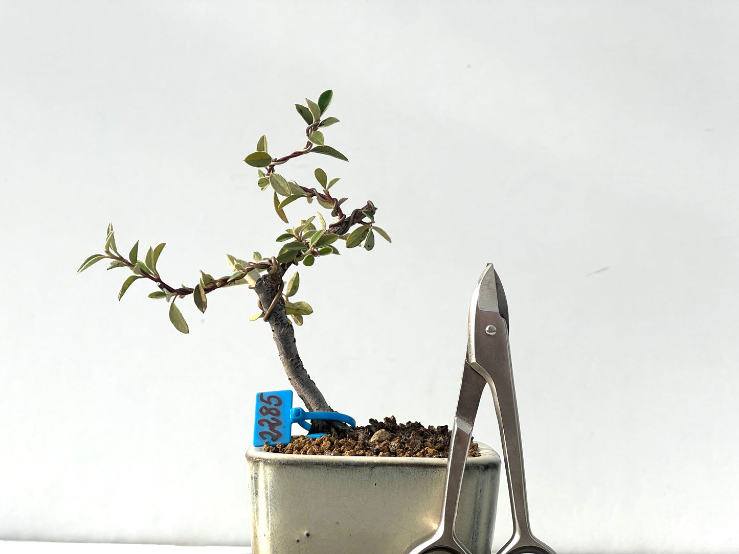 Cotoneaster Franchetti 2285