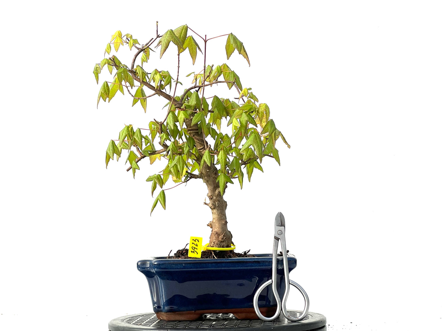 Acer Burgerianum 3923