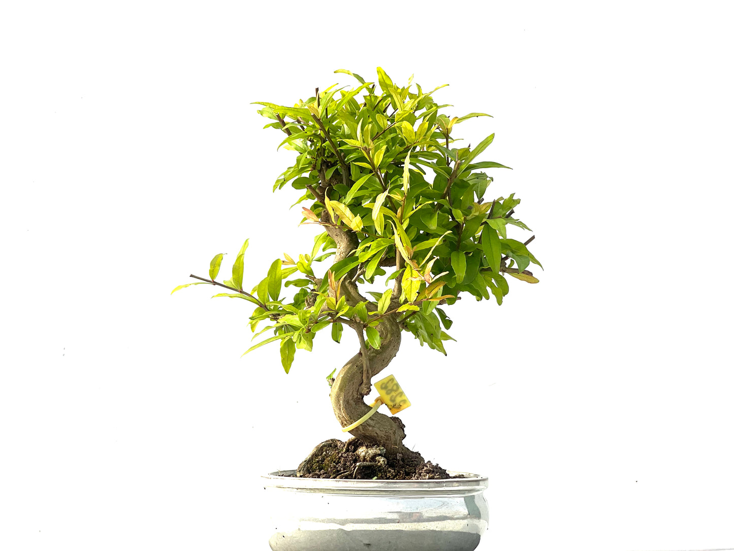 Punica Granatum Nejikan 2282