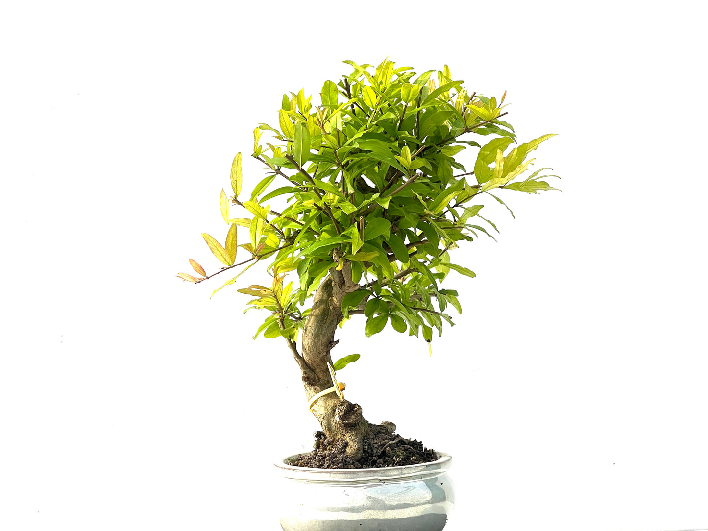 Punica Granatum Nejikan 2282