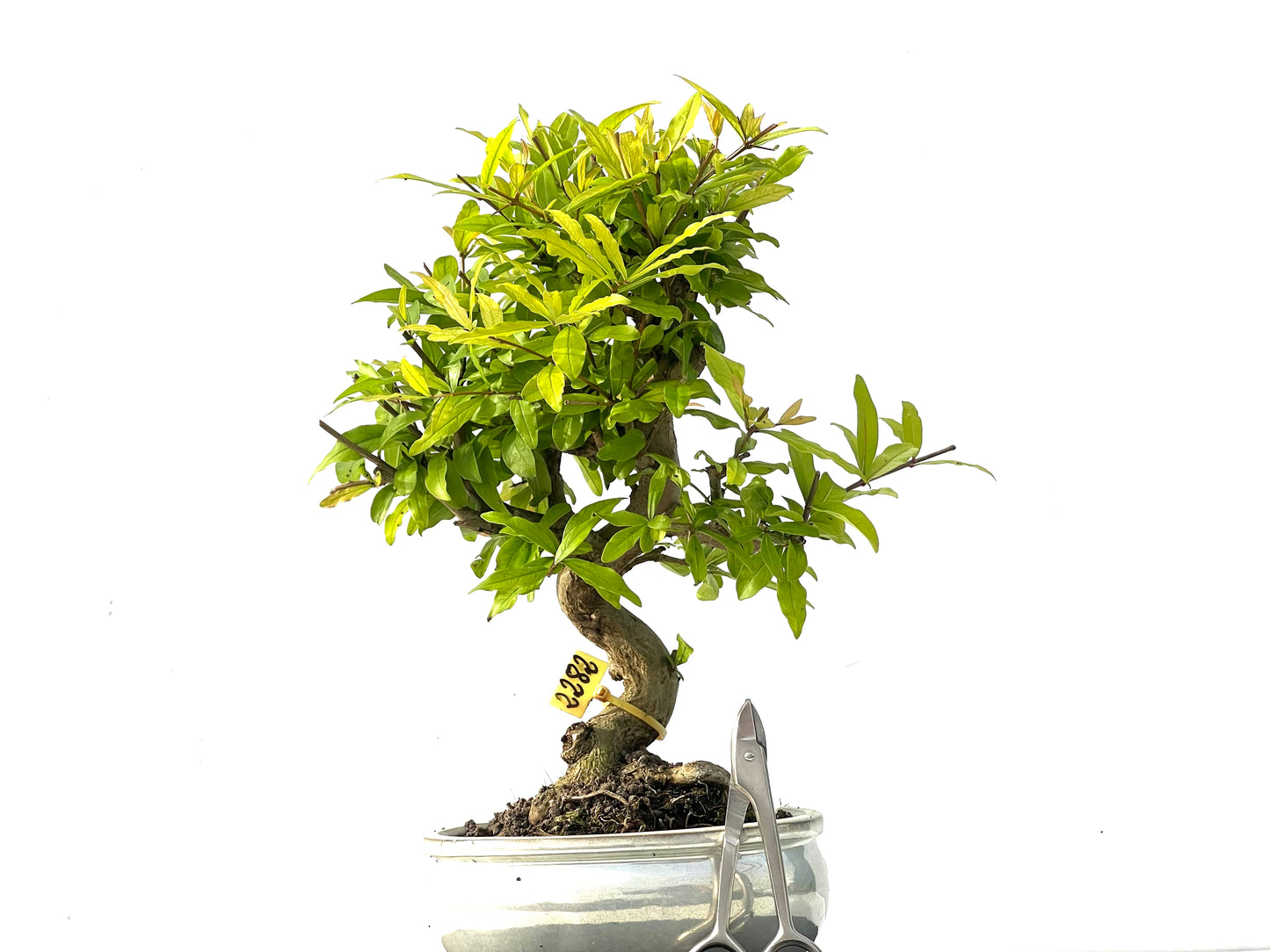 Punica Granatum Nejikan 2282