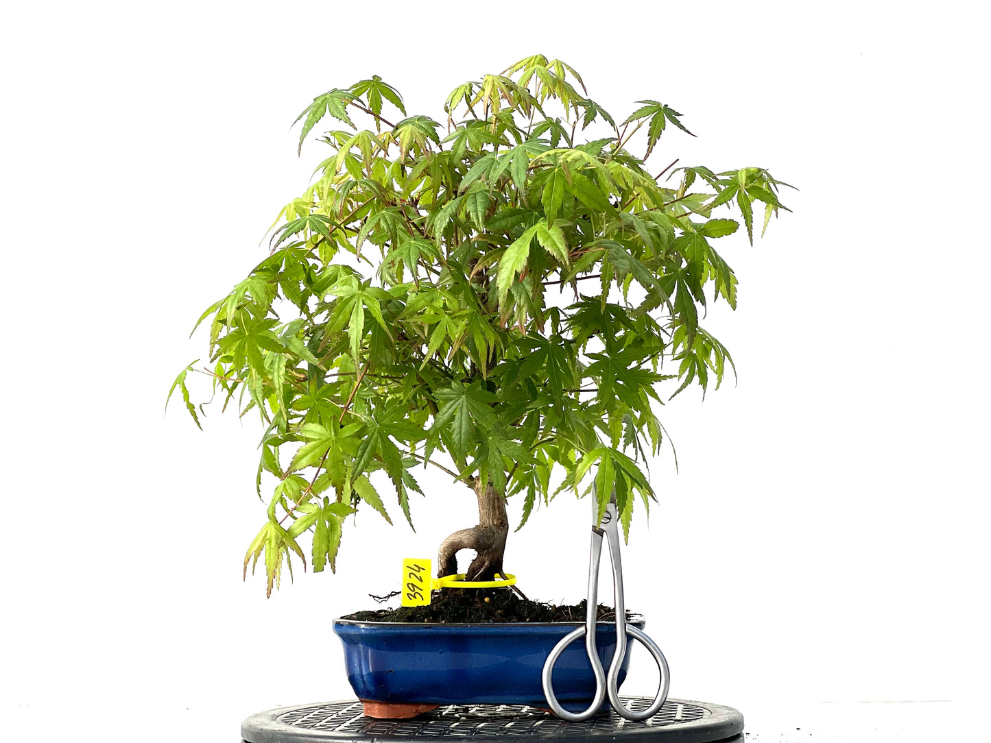 Acer Palmatum 3924