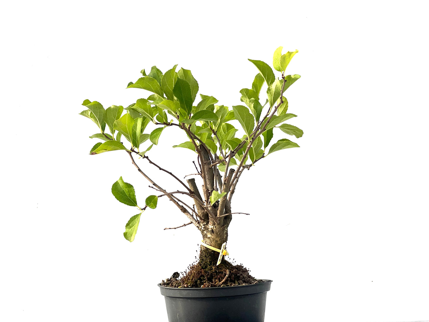 Celastrum Orbiculatus 2280