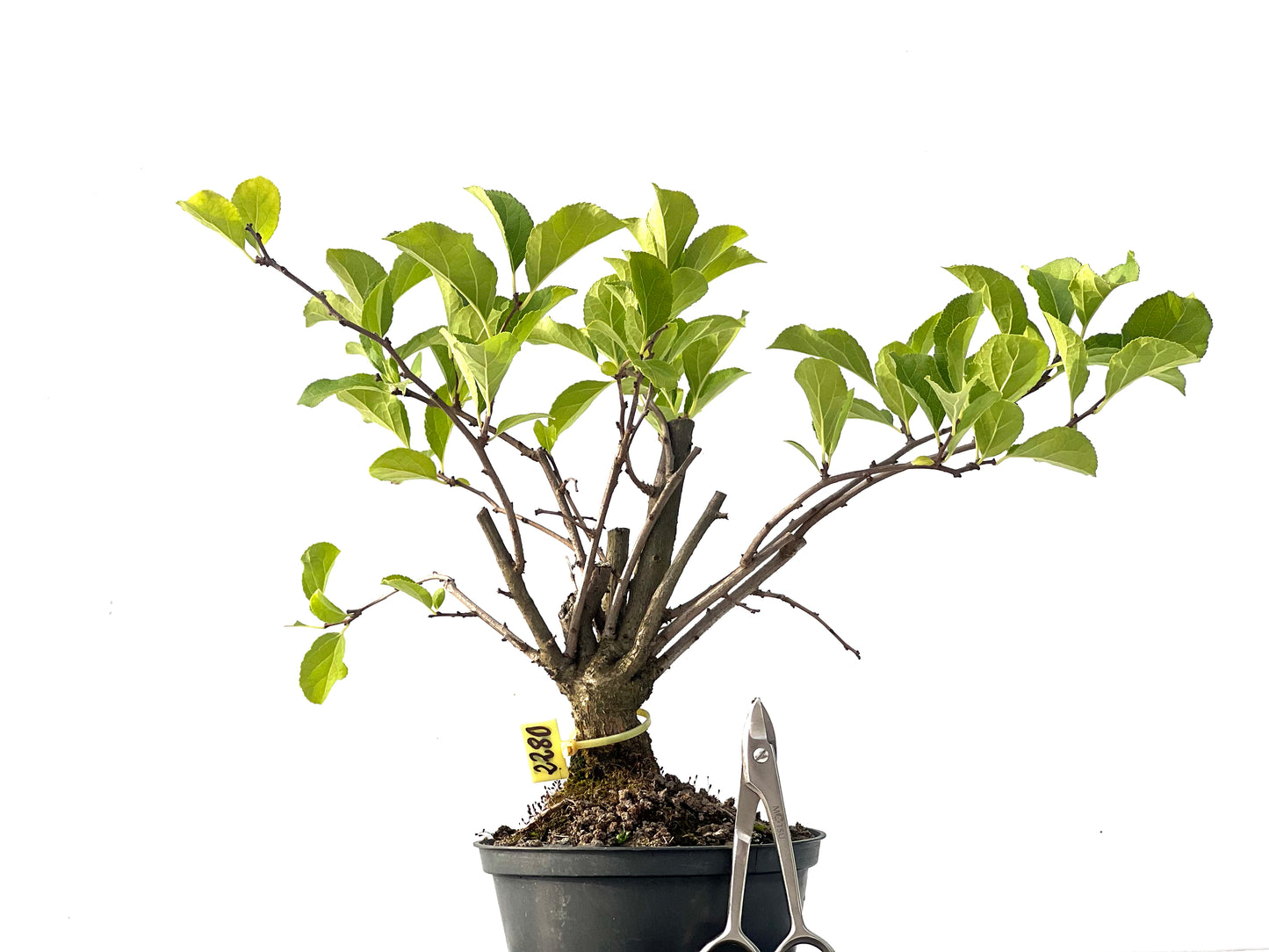 Celastrum Orbiculatus 2280