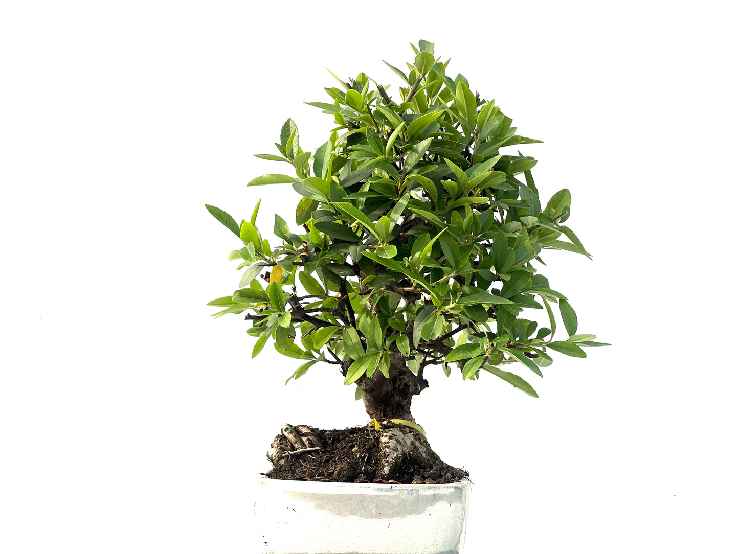 Pyracantha 2277