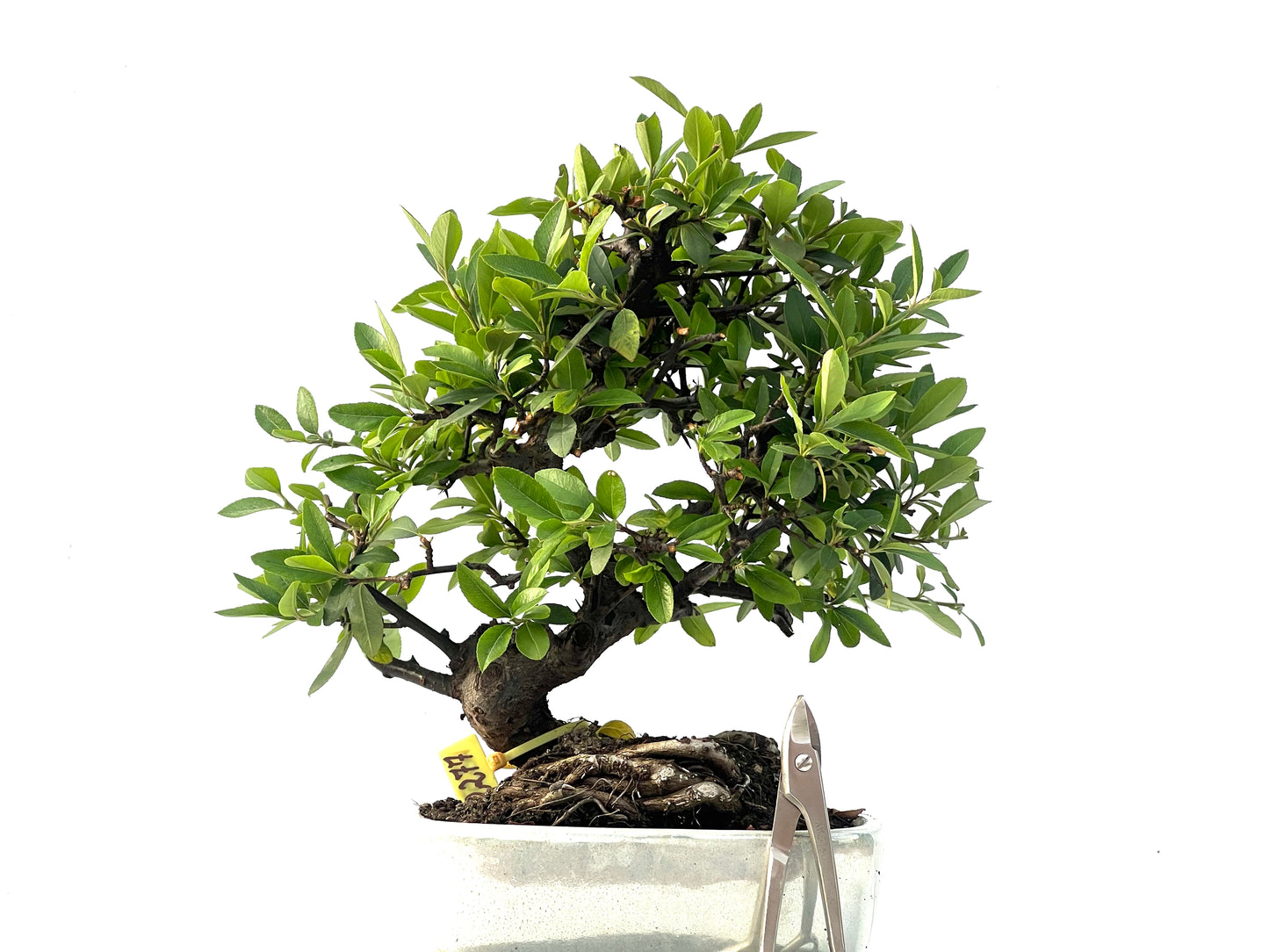 Pyracantha 2277