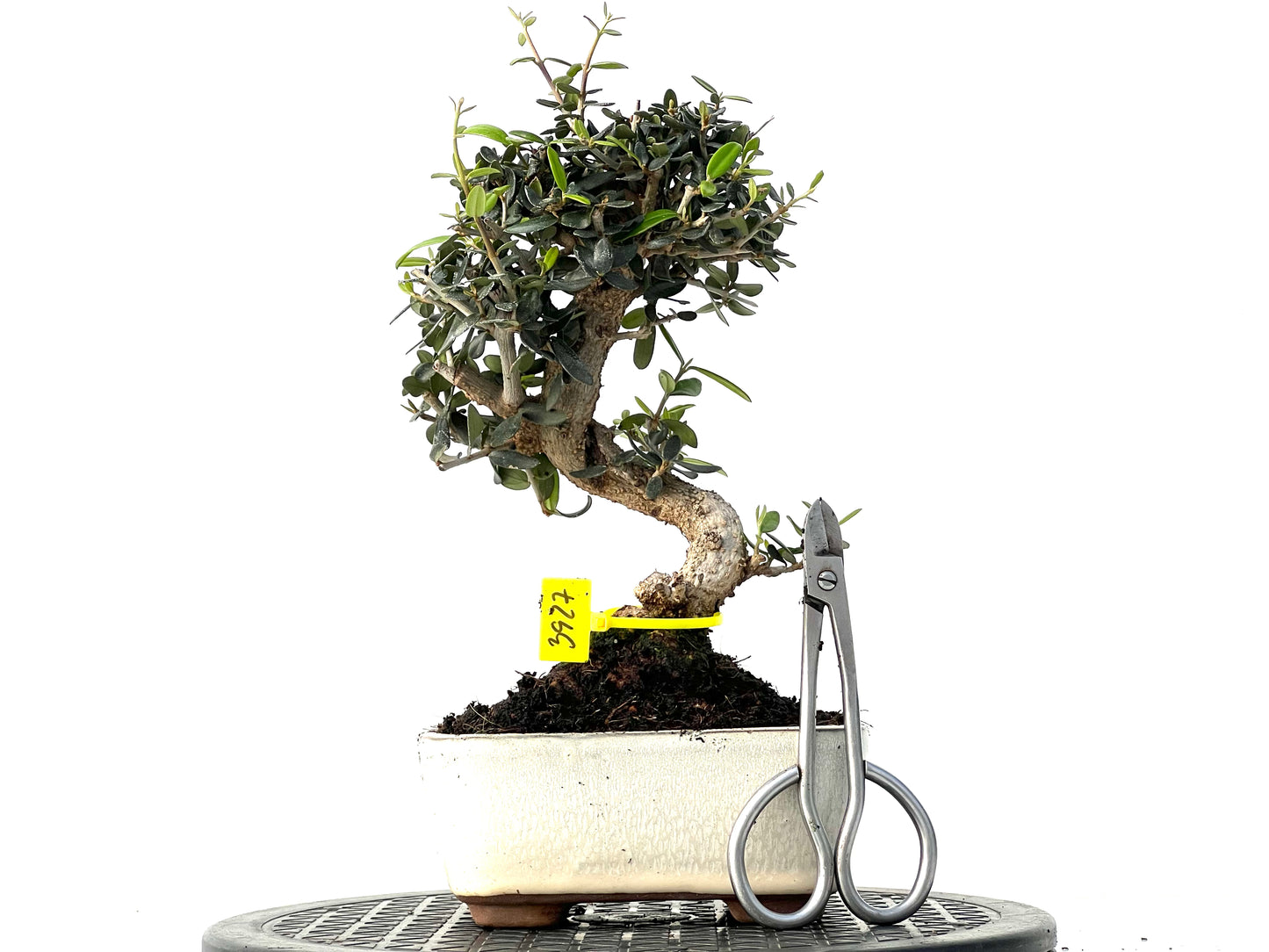 Olea Europaea Sylvestris 3927