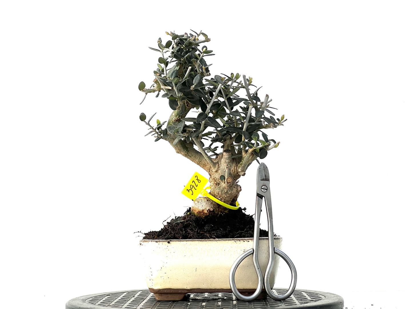 Olea Europaea Sylvestris 3928