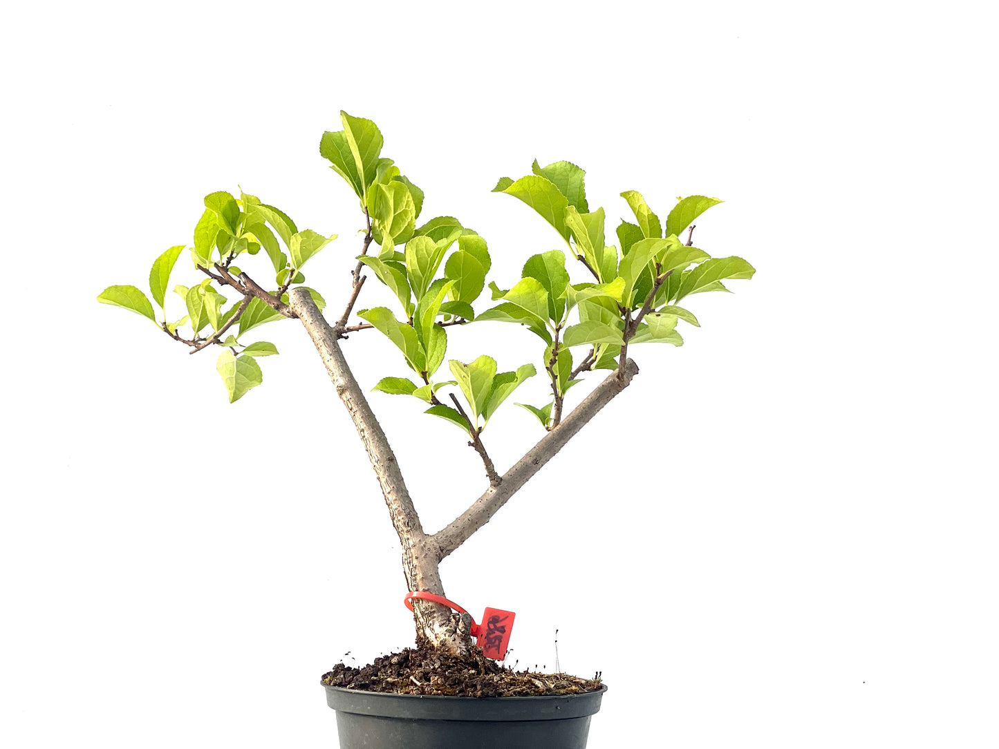 Celastrum Orbiculatus 2276