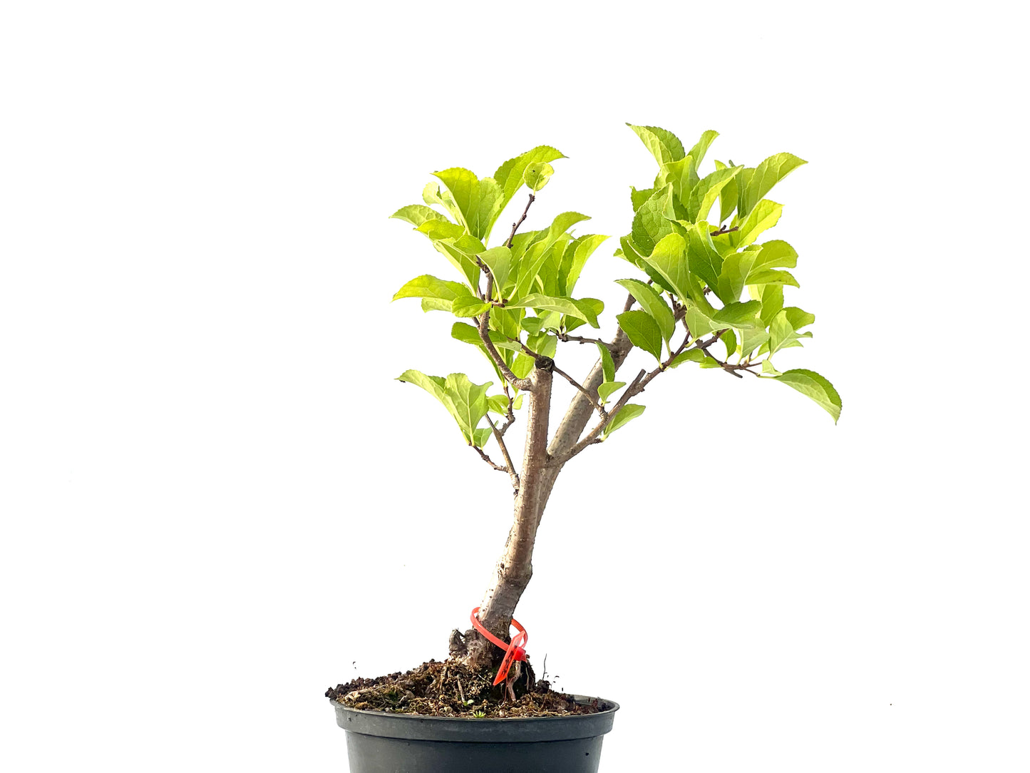 Celastrum Orbiculatus 2276