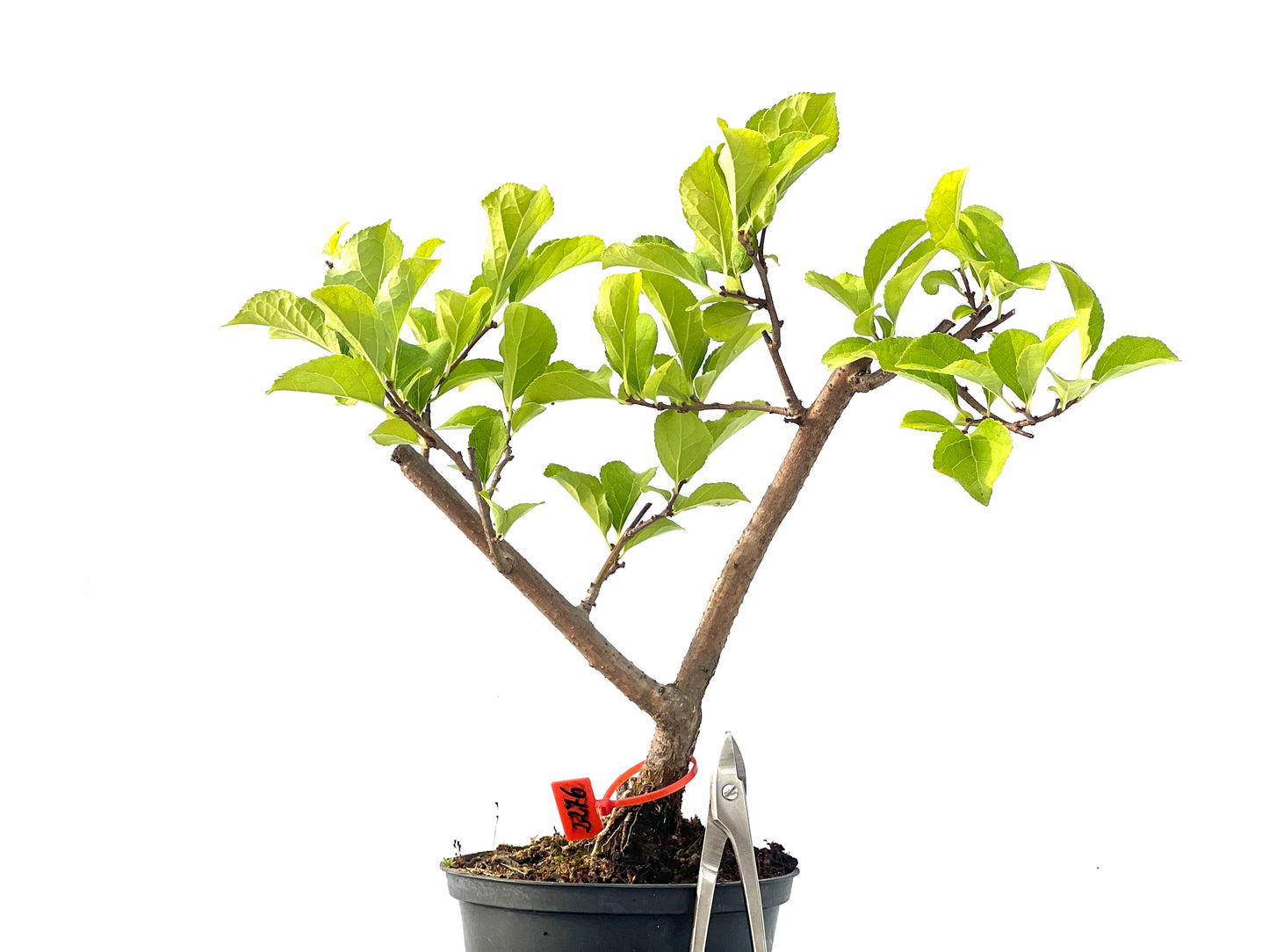 Celastrum Orbiculatus 2276