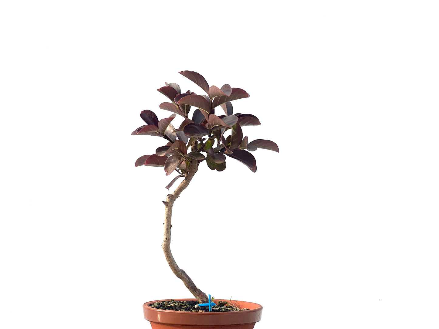 Lagerstroemia Indica 2304