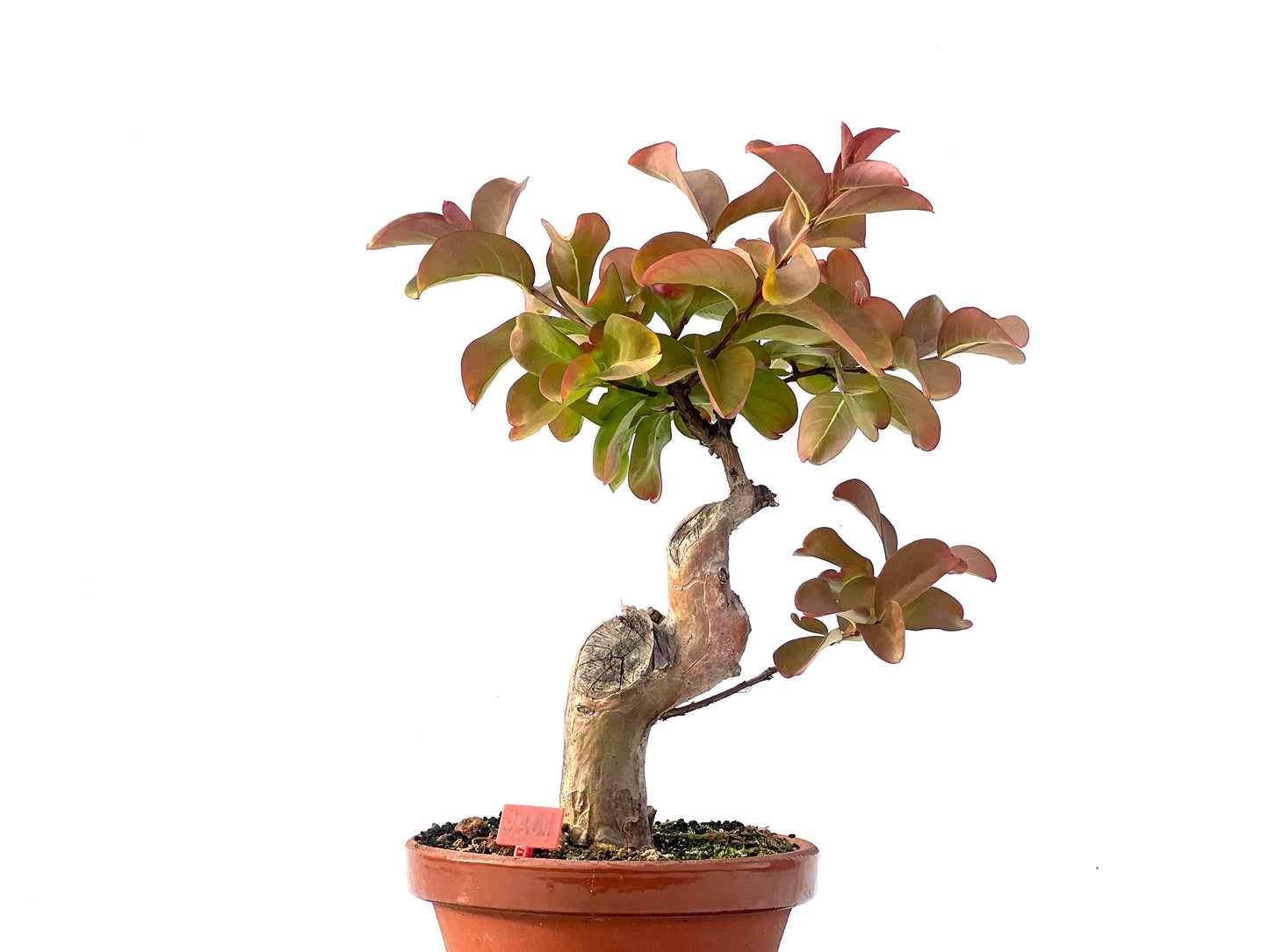 Lagerstroemia Indica 2301