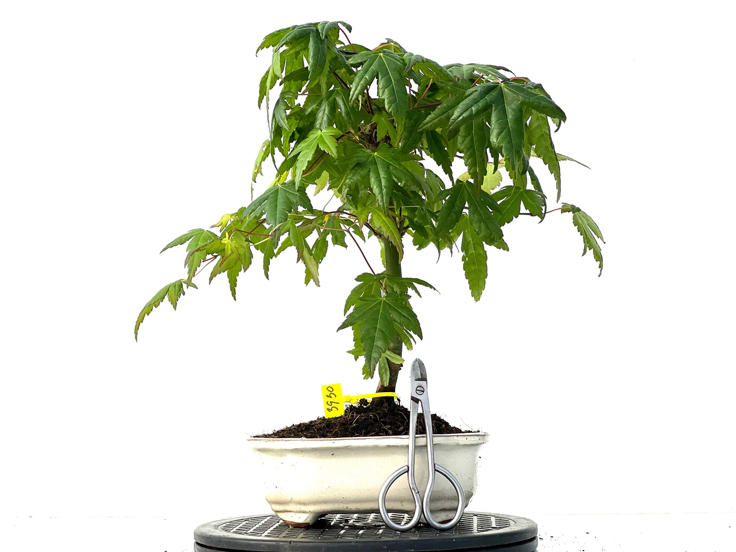 Acer Palmatum 3930