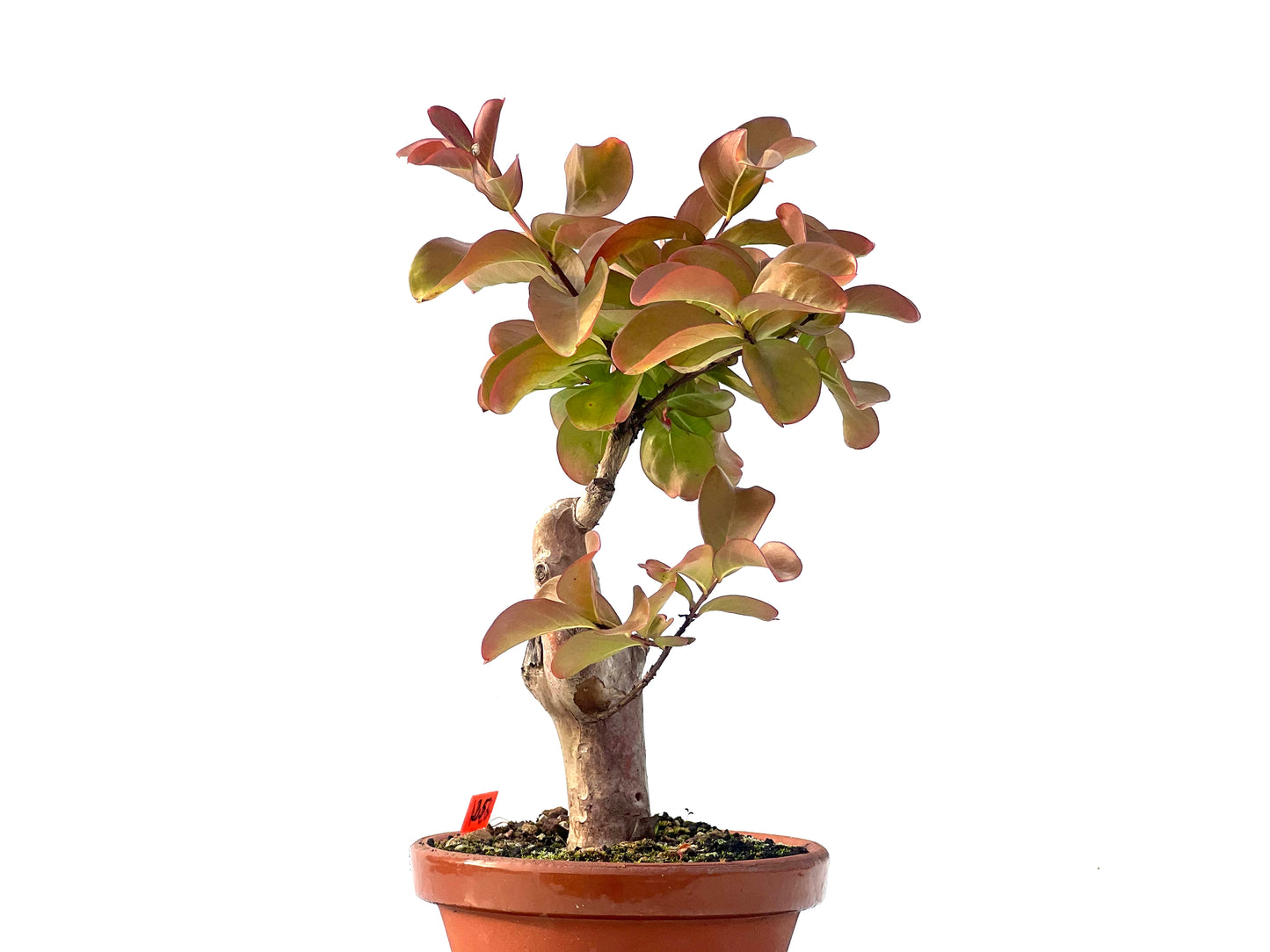 Lagerstroemia Indica 2301