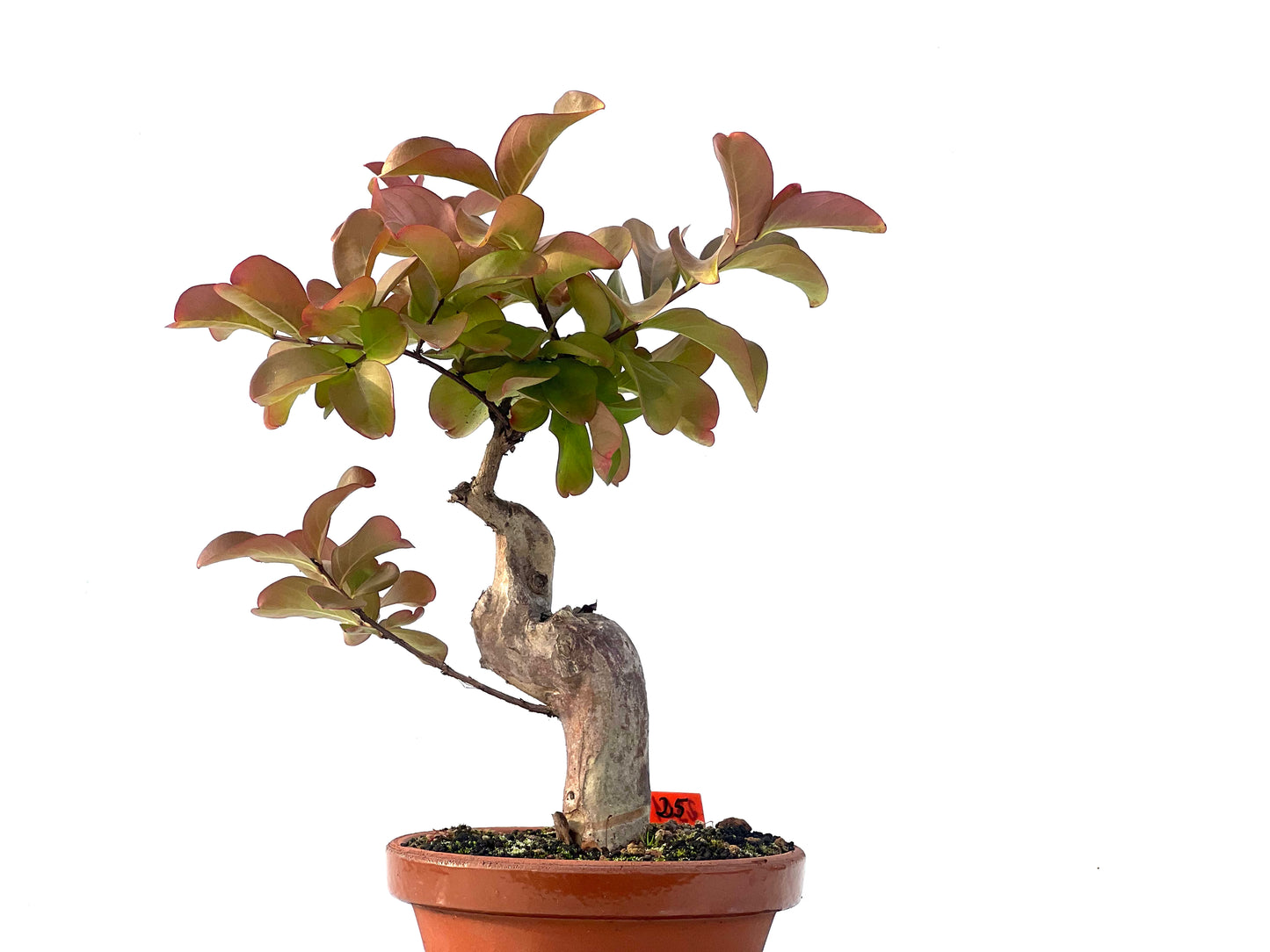 Lagerstroemia Indica 2301