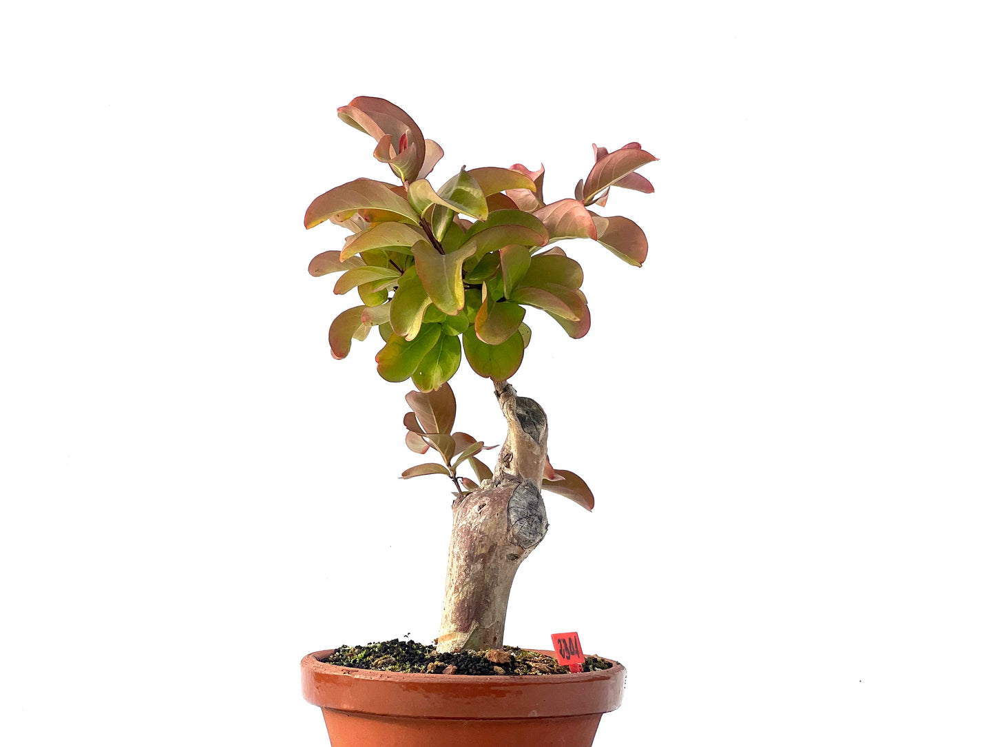 Lagerstroemia Indica 2301