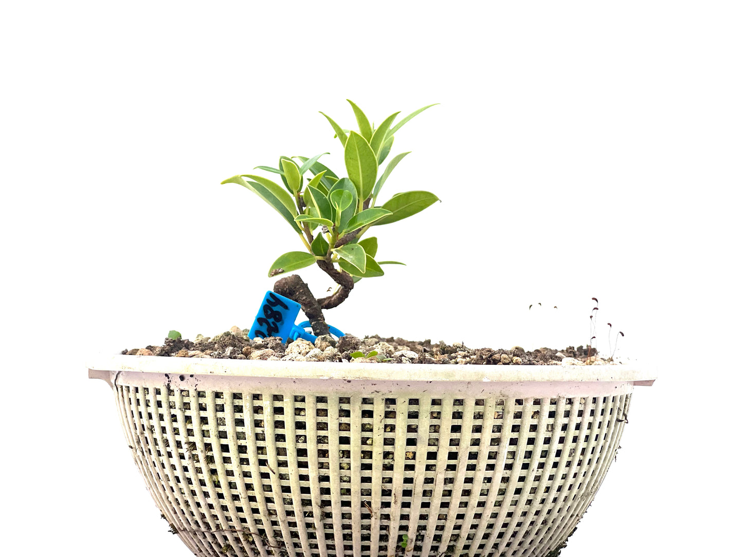Ficus Tiger Bark 2284