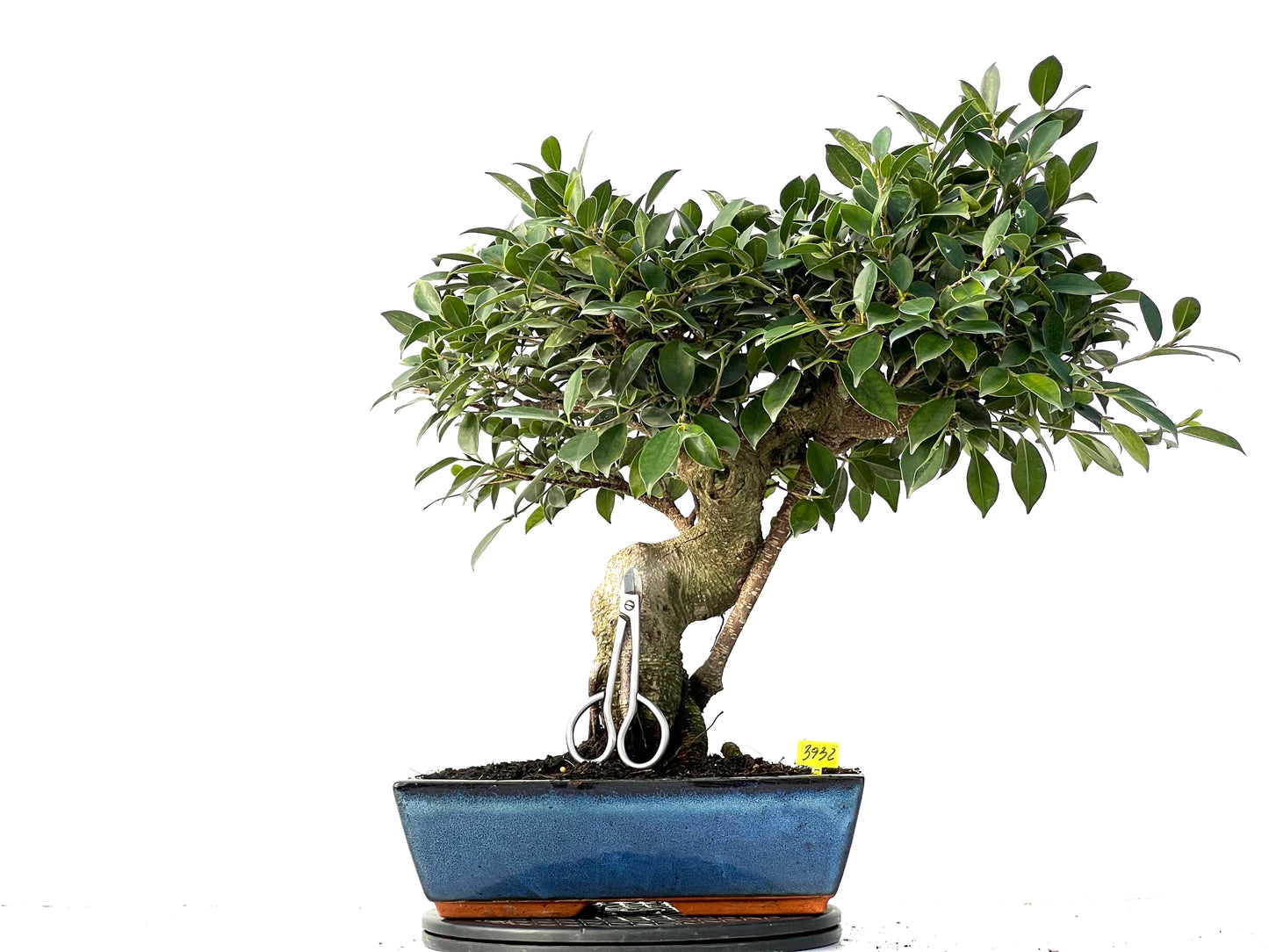 Ficus Tiger Bark 3932