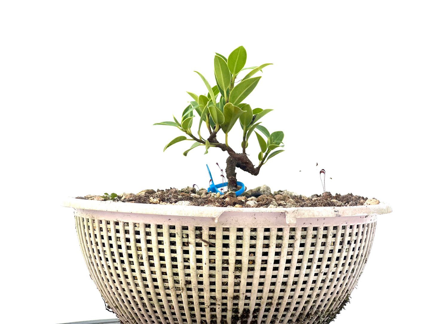 Ficus Tiger Bark 2284