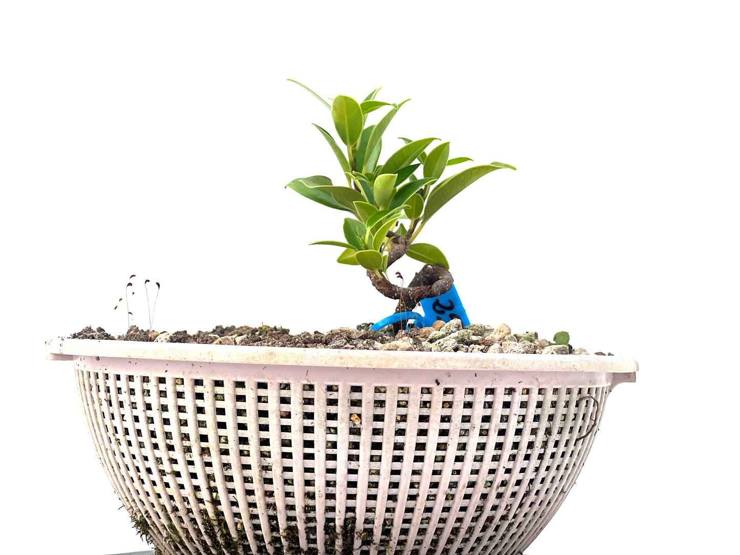 Ficus Tiger Bark 2284