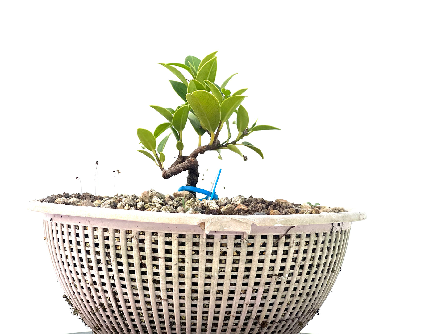 Ficus Tiger Bark 2284