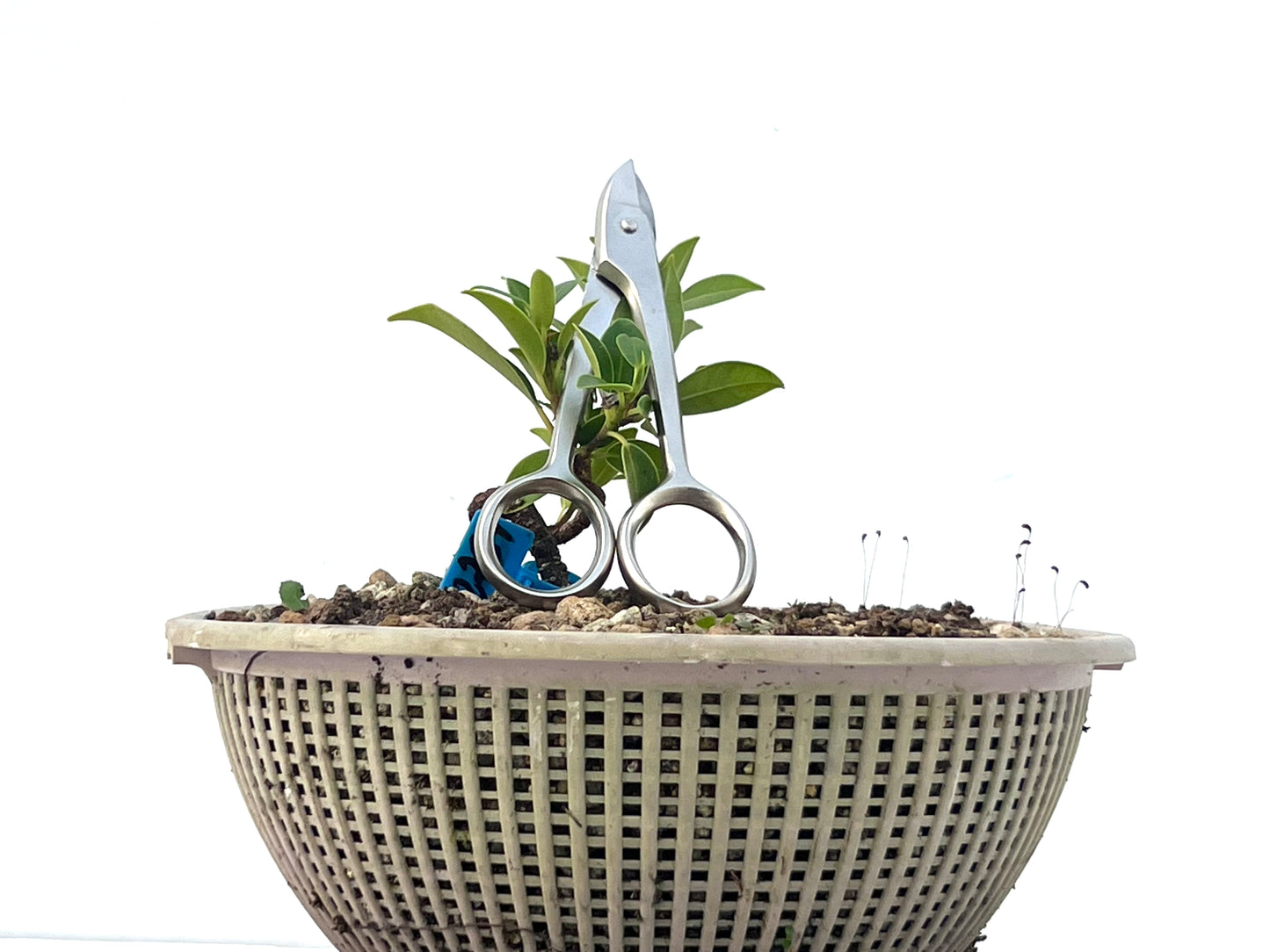 Ficus Tiger Bark 2284