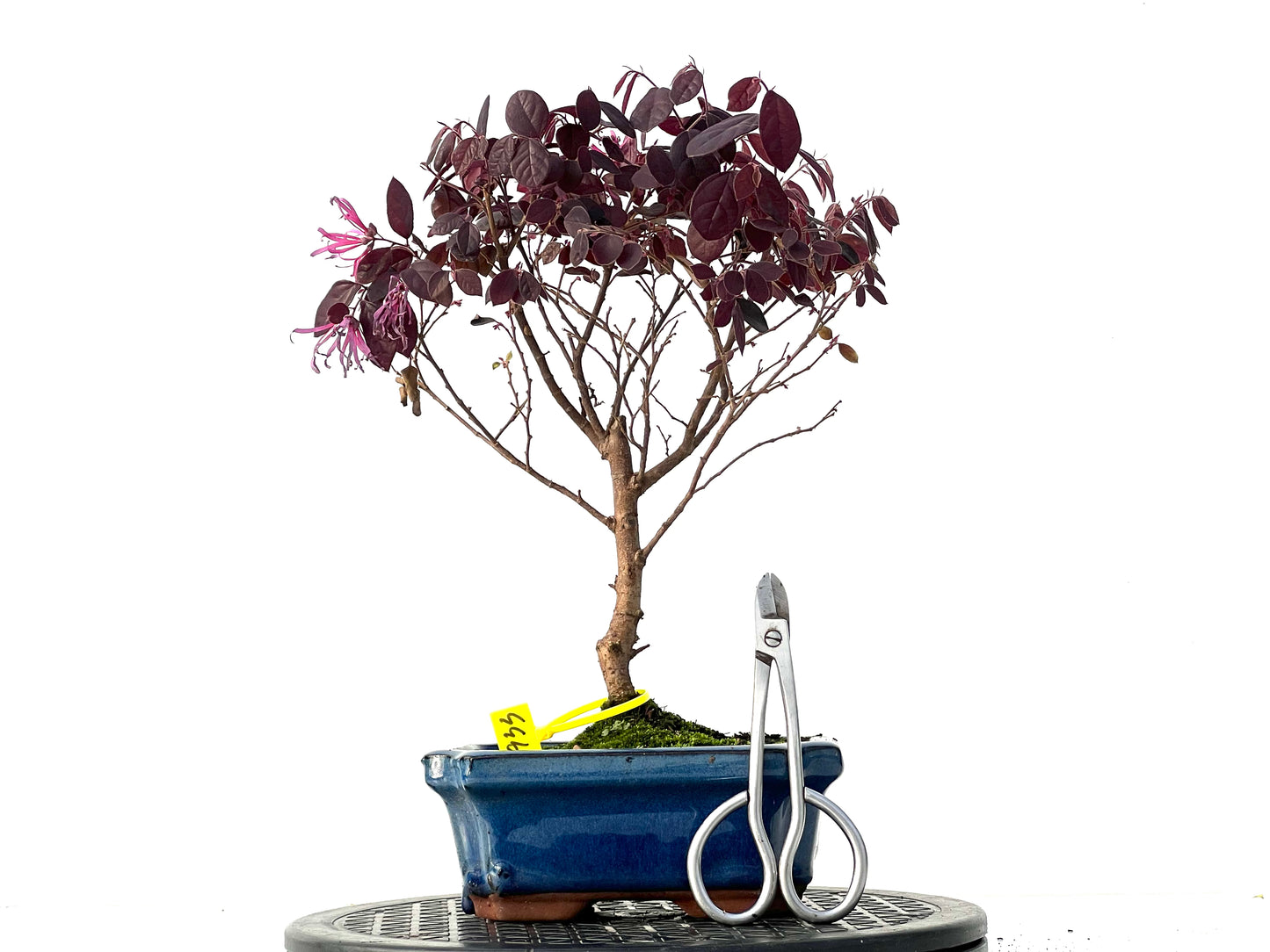 Loropetalum 3933