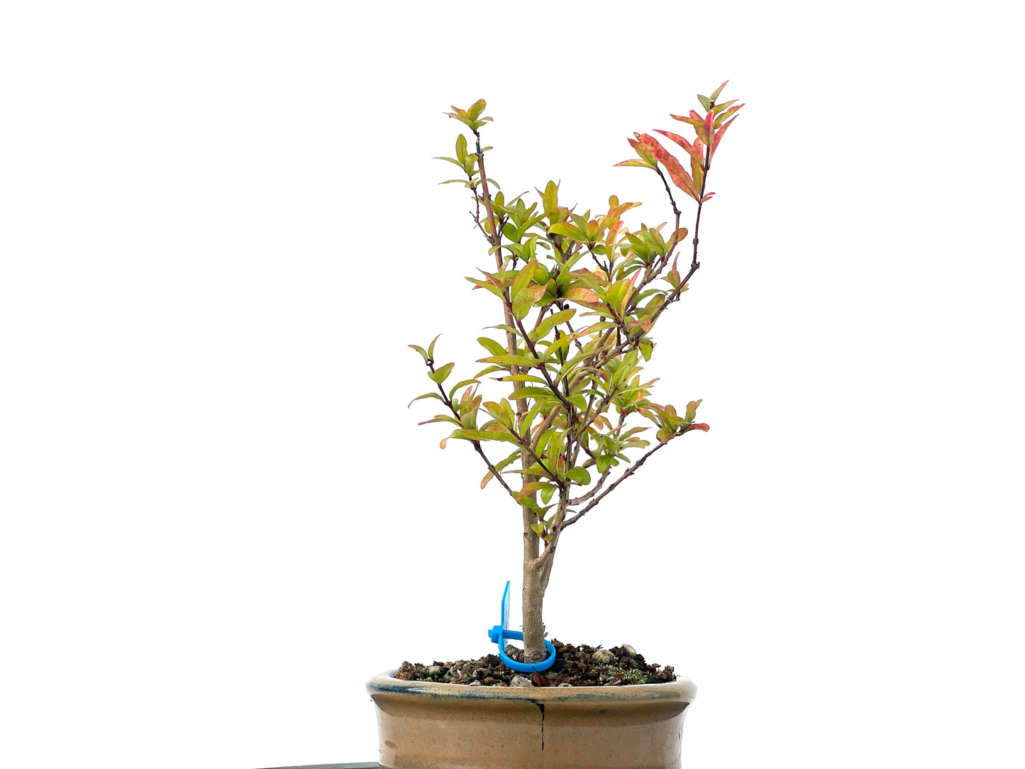 Punica Granatum Nana 2279