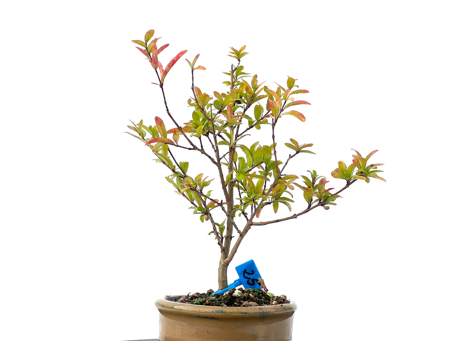 Punica Granatum Nana 2279