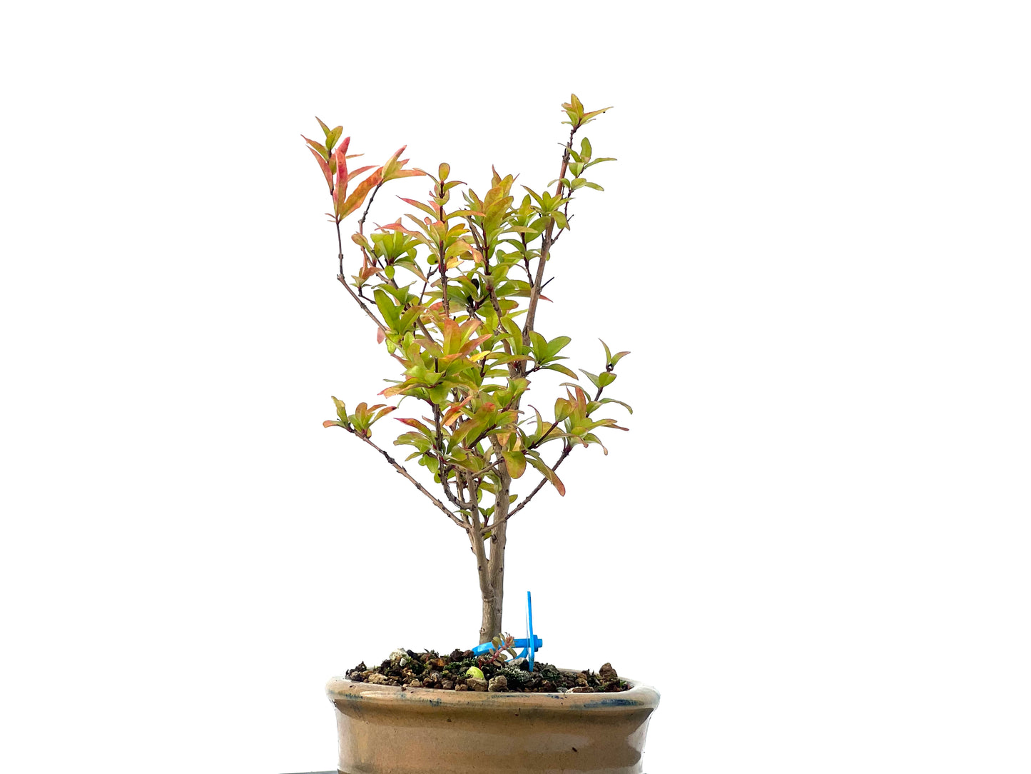 Punica Granatum Nana 2279